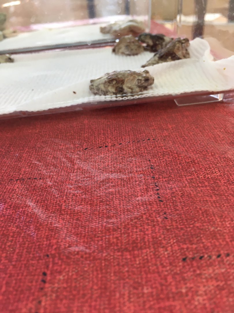 3/7/20 Pied Warty Frog