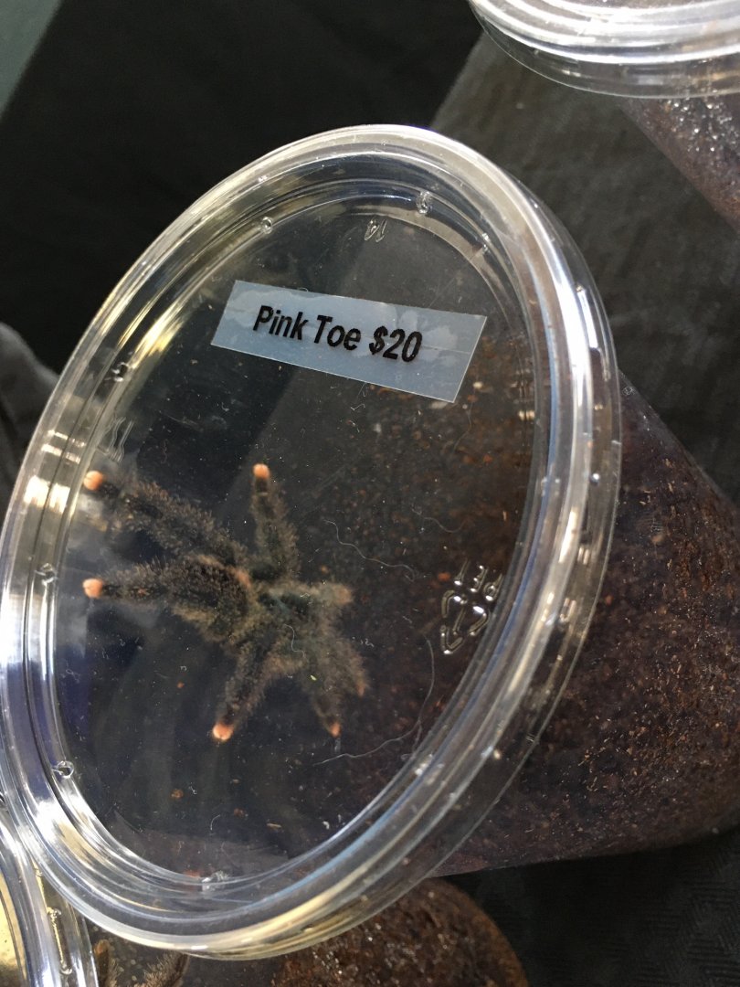 3/7/20 Pinktoe Tarantula