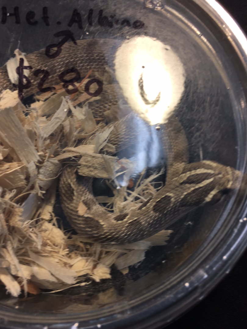 3/7/20 Plains Hognose Snake
