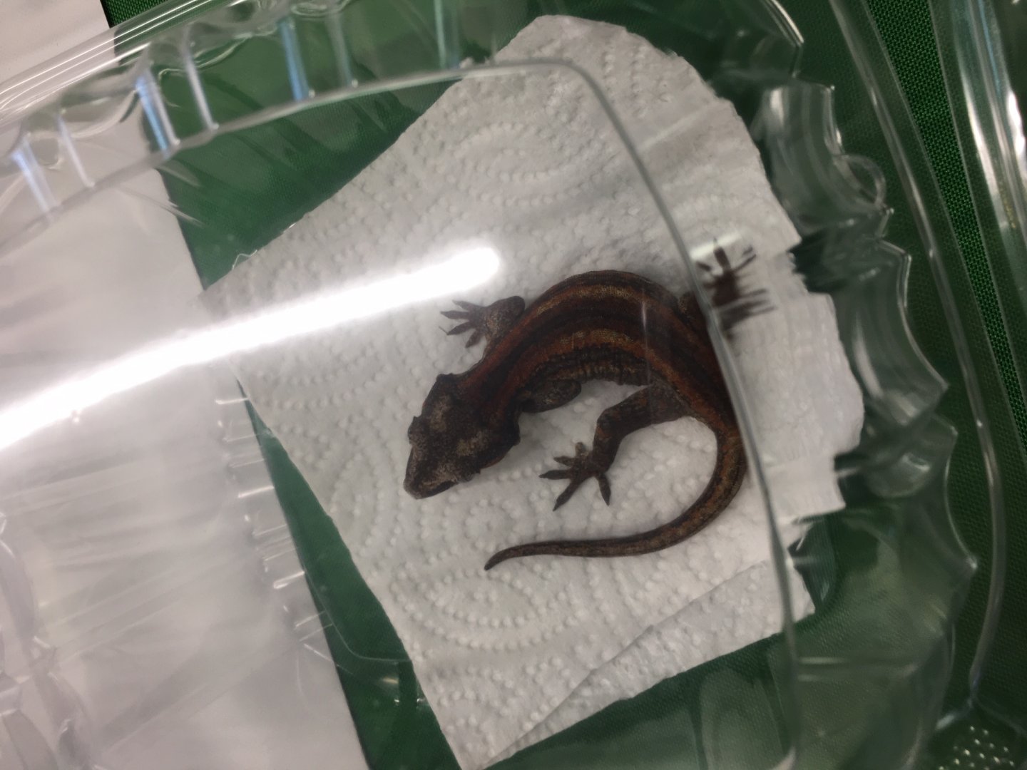 3/7/20 Prony Giant Gecko