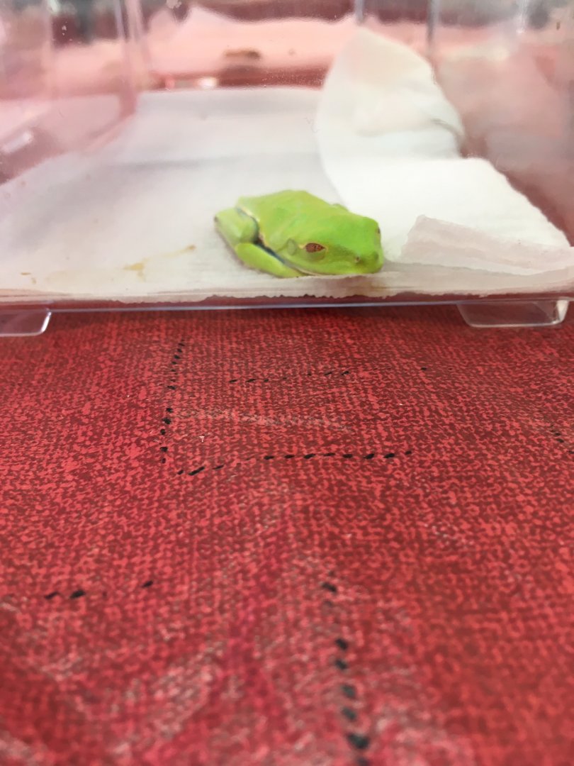 3/7/20 Red-eyed Tree Frog