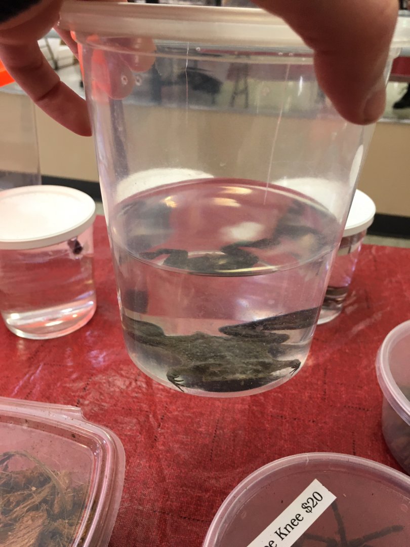 3/7/20 Suriname Toad