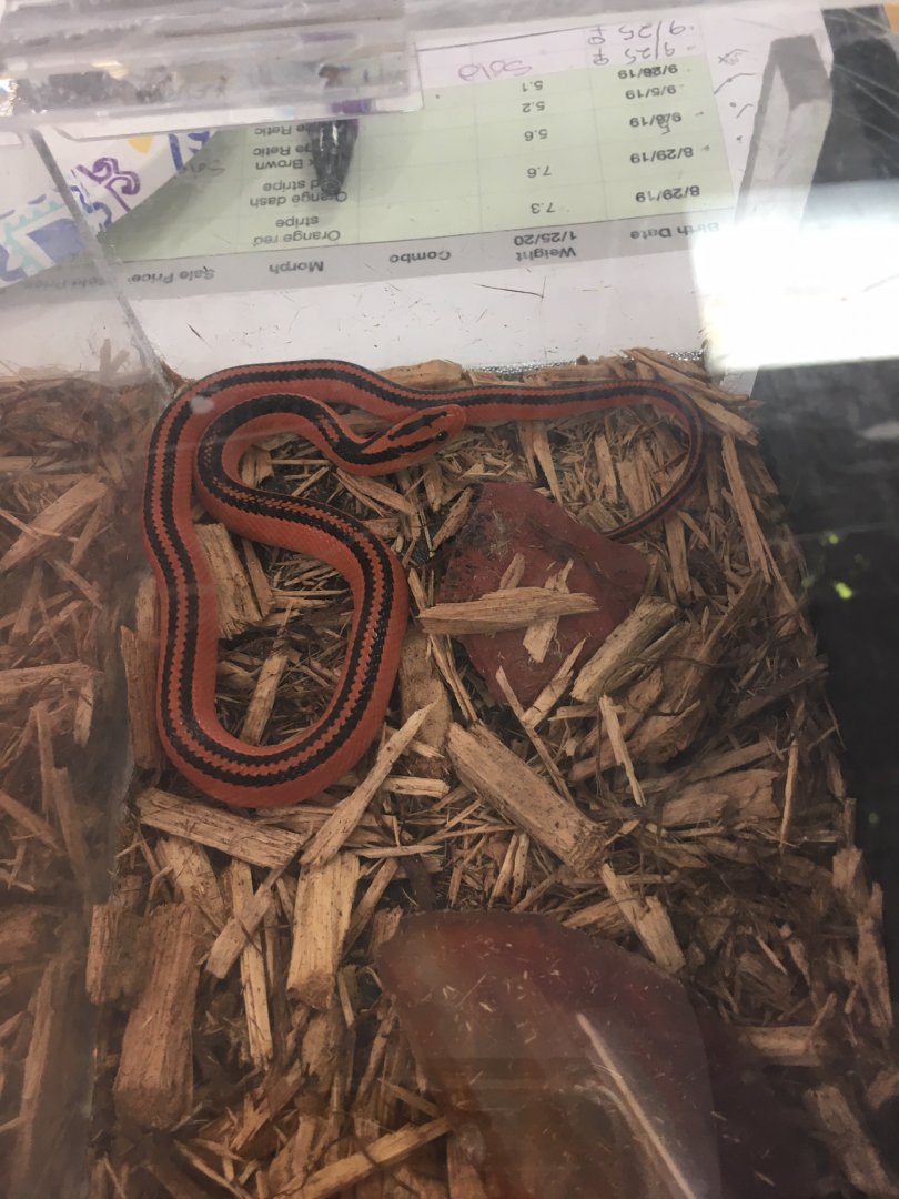 3/7/20 Thai Bamboo Ratsnake