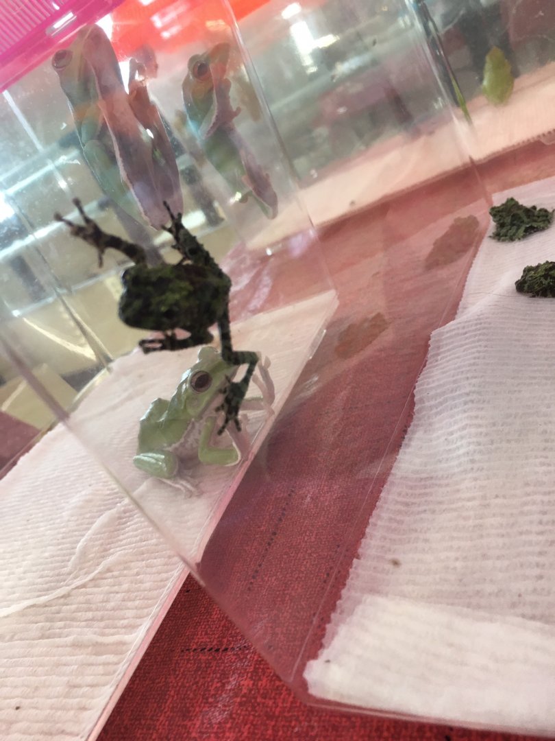 3/7/20 Vietnamese Mossy Frog (Australian Green Tree Frog in back)