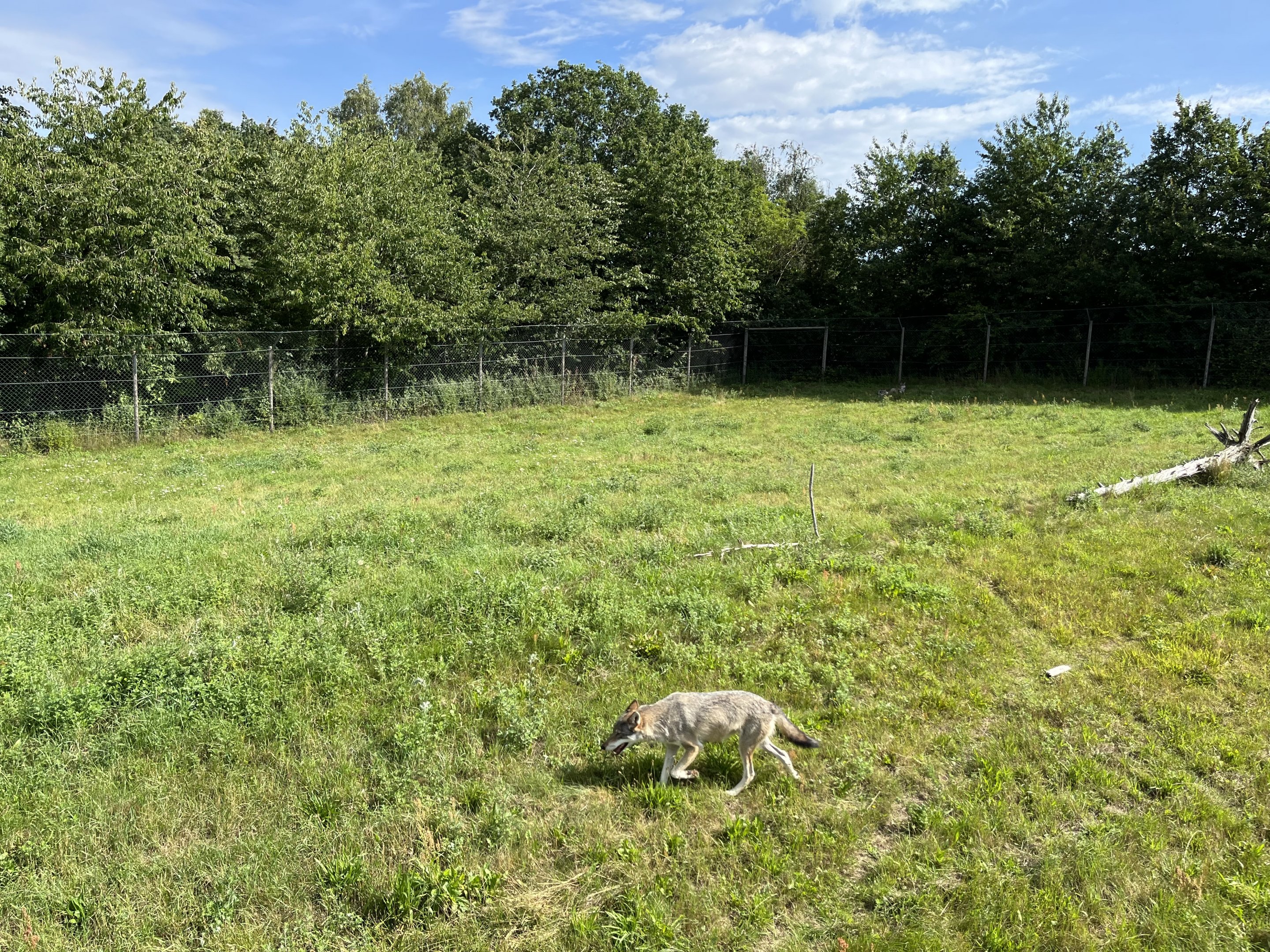 3.7 Acre European Grey Wolf Exhibit