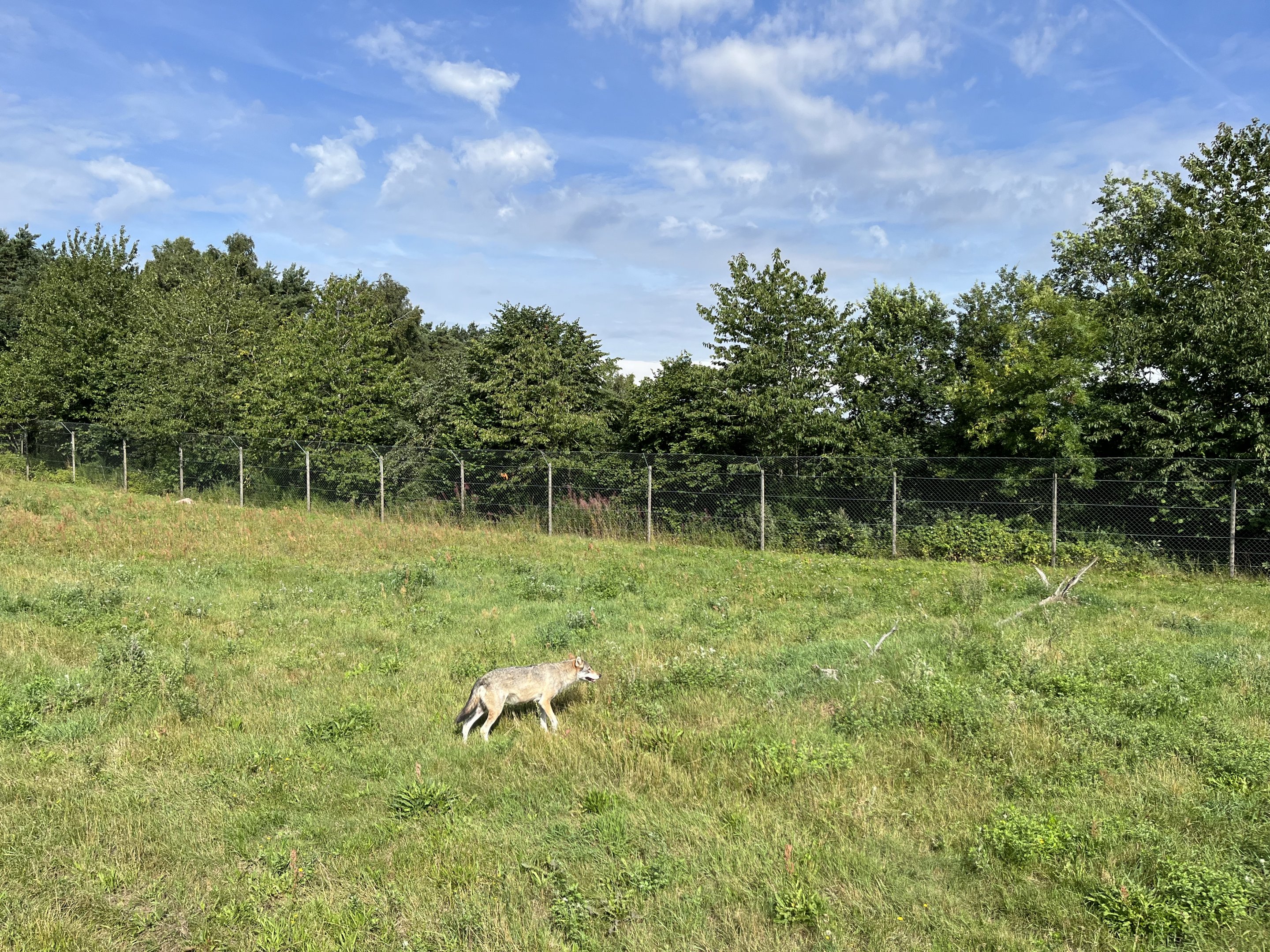 3.7 Acre European Grey Wolf Exhibit
