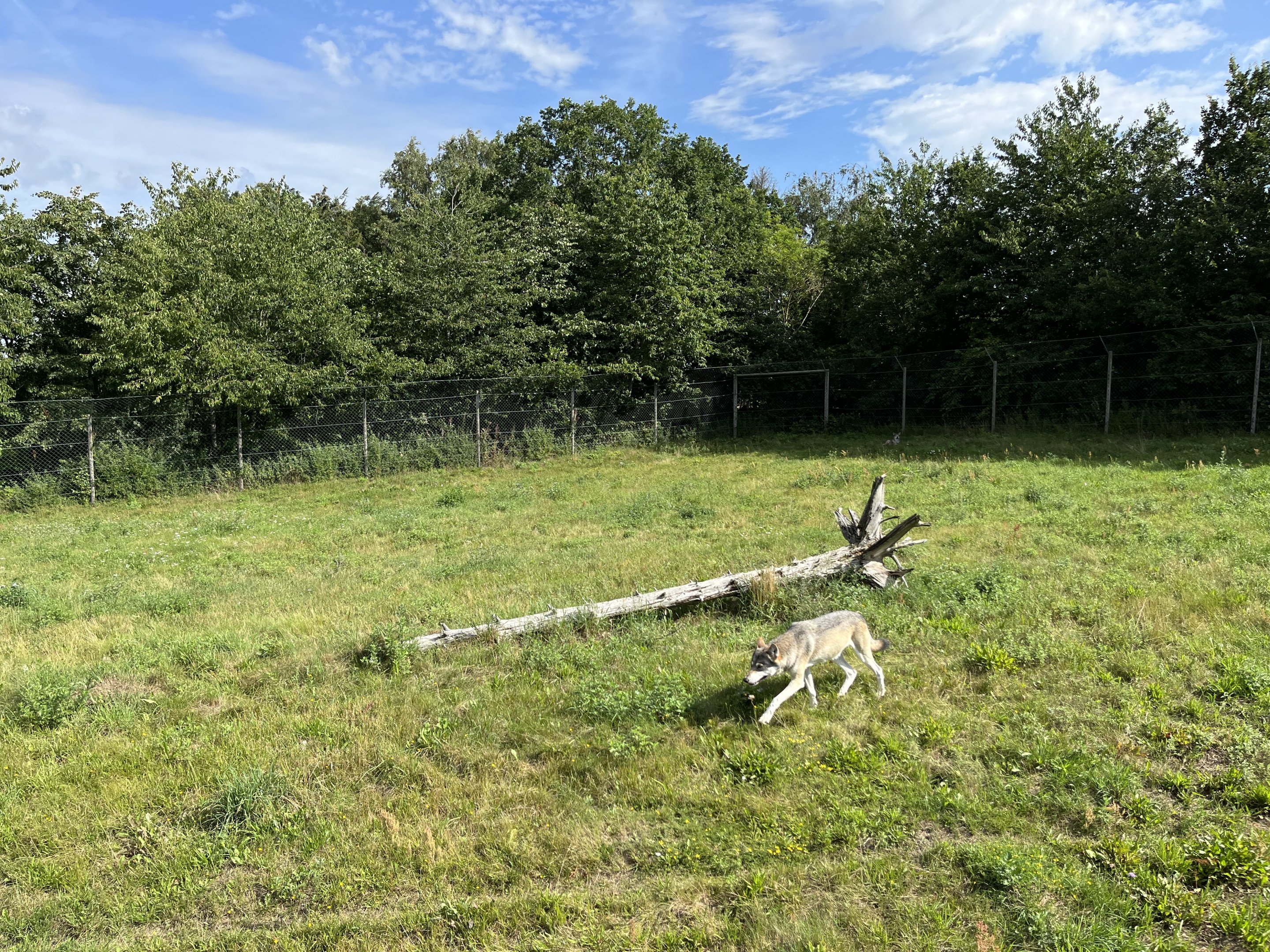 3.7 Acre European Grey Wolf Exhibit