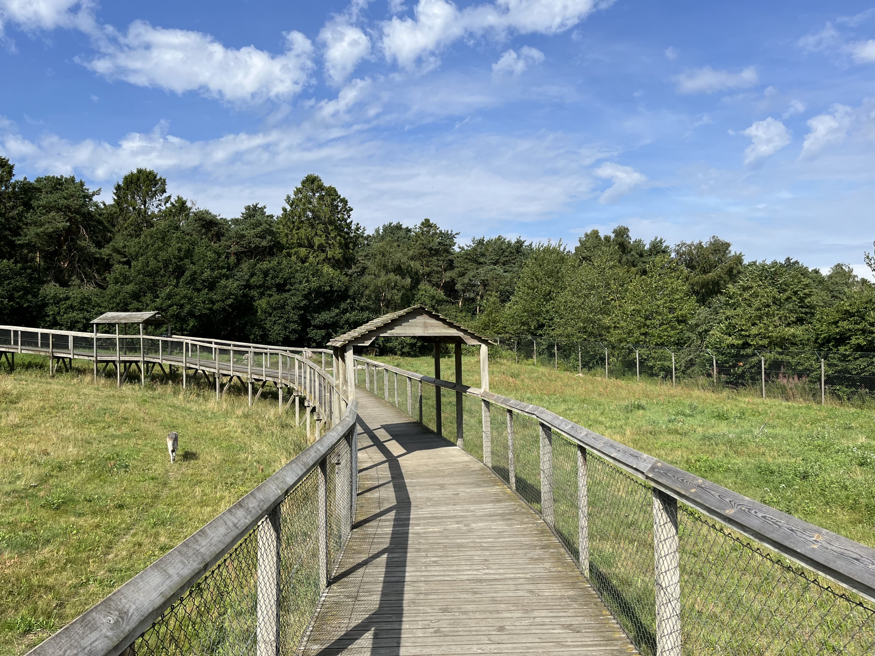 3.7 Acre European Grey Wolf Exhibit