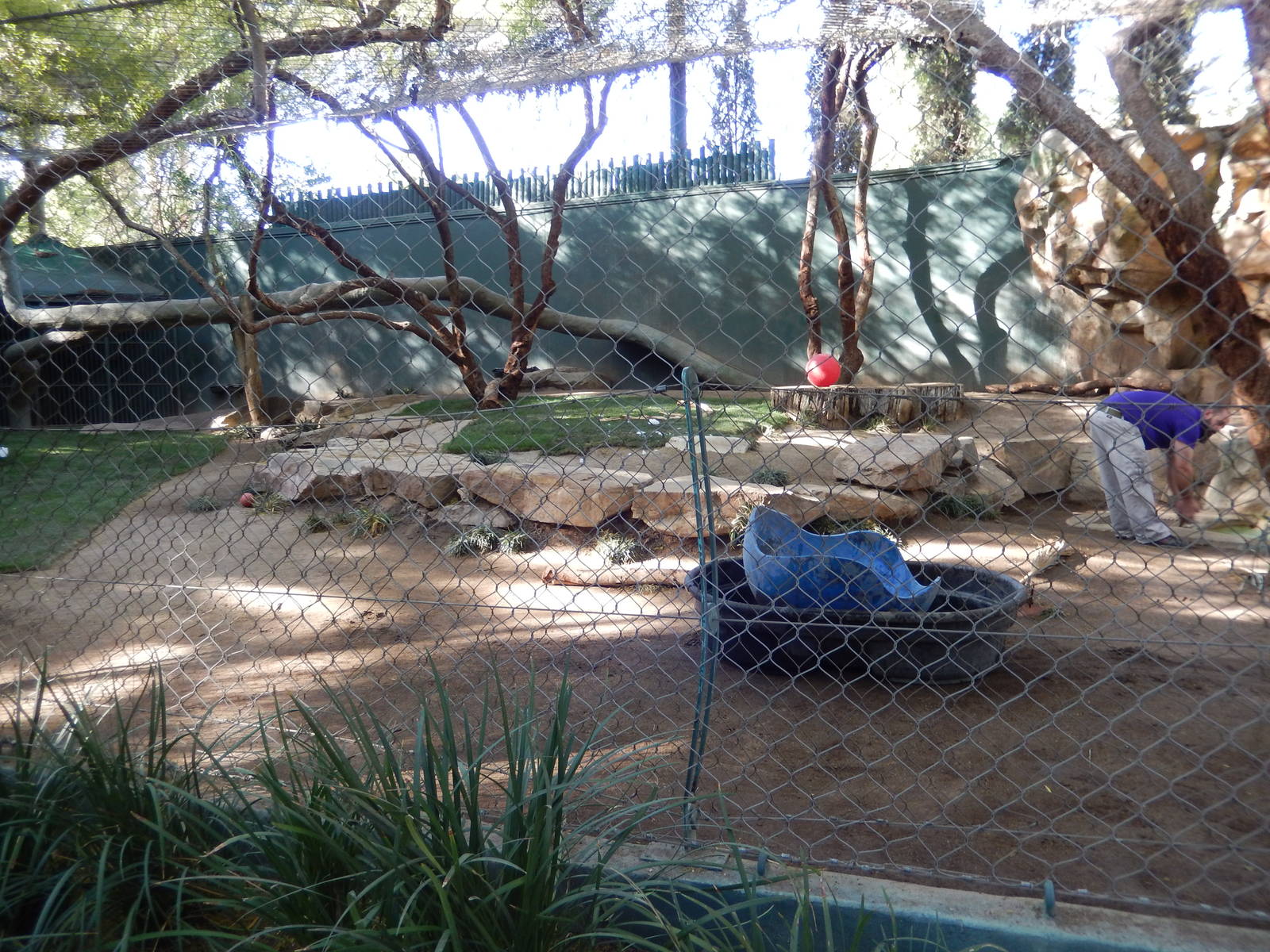 3/8/2016 - Bengal Tiger Cub Exhibit