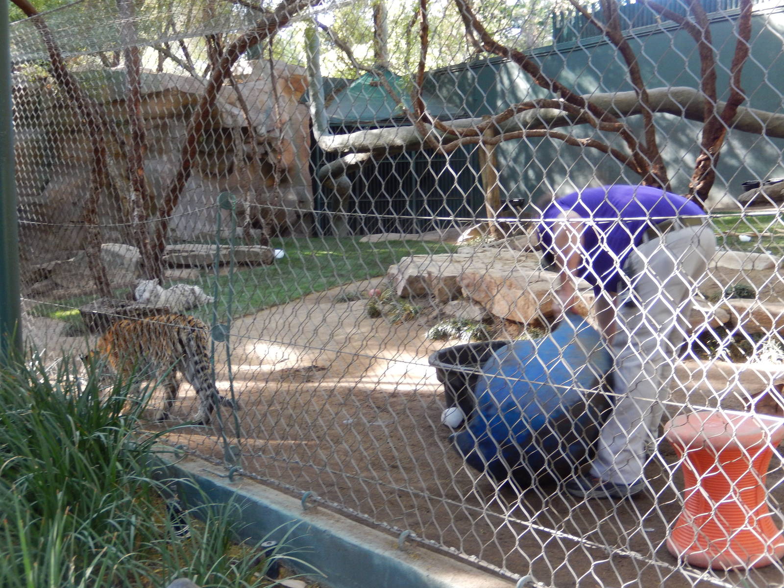 3/8/2016 - Bengal Tiger Cubs and Keeper