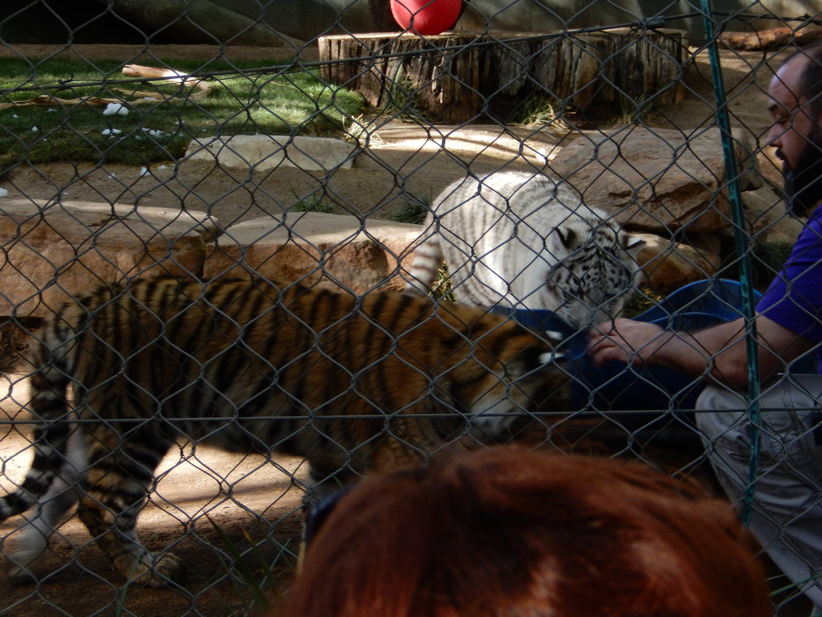 3/8/2016 - Bengal Tiger Cubs and Keeper