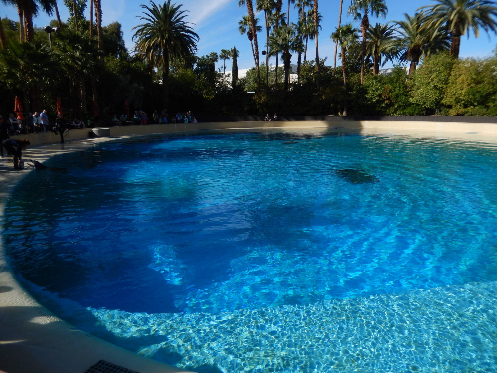 3/8/2016 - Bottlenose Dolphin Show Pool