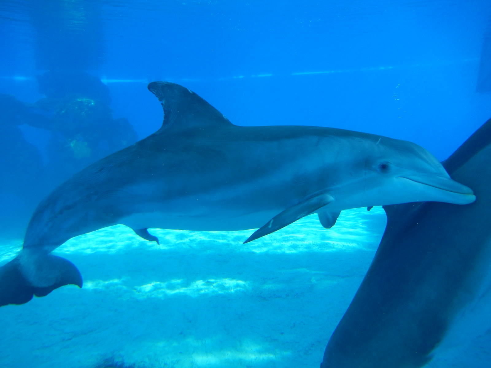 3/8/2016 - Bottlenose Dolphin