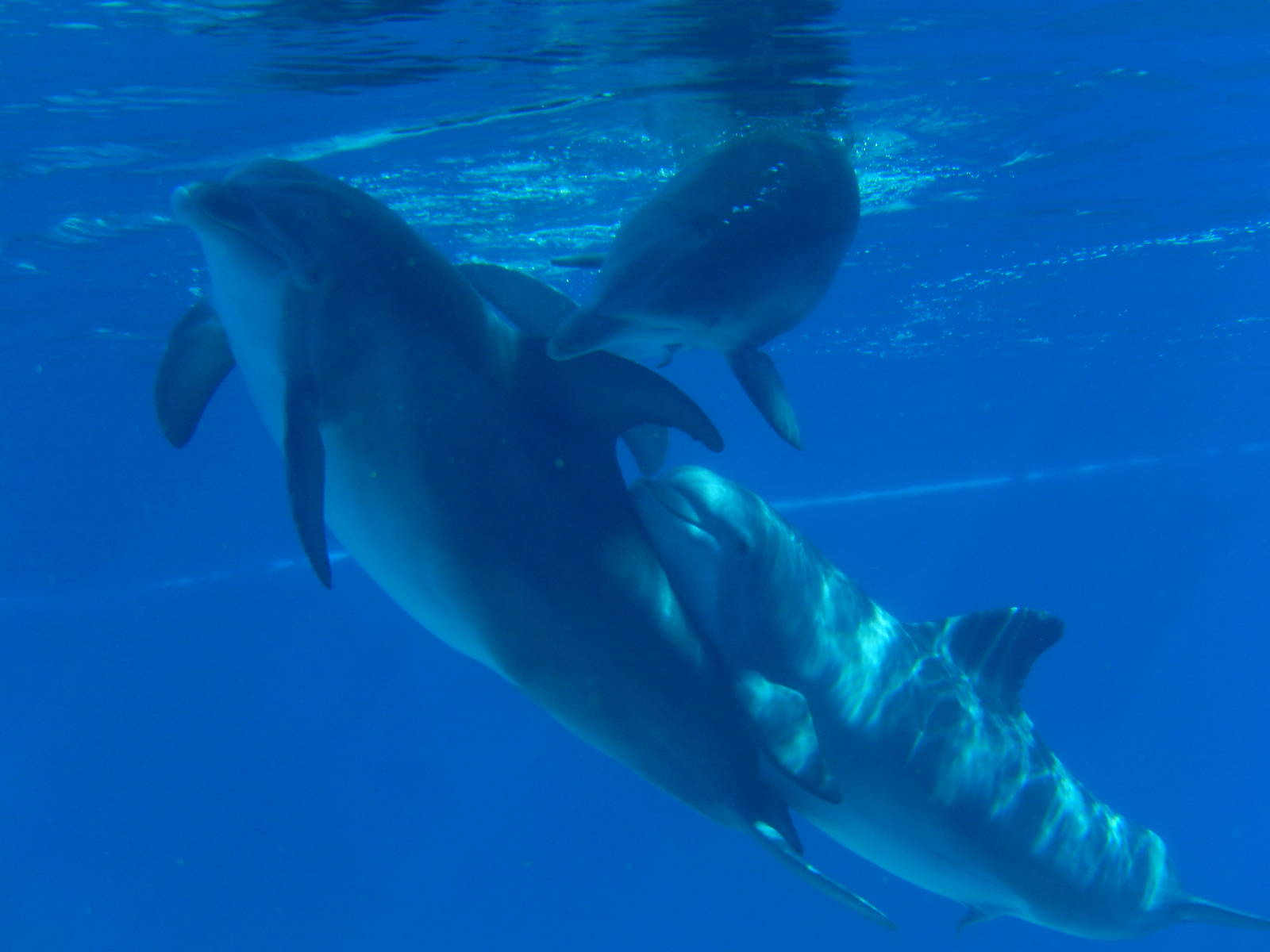 3/8/2016 - Bottlenose Dolphins