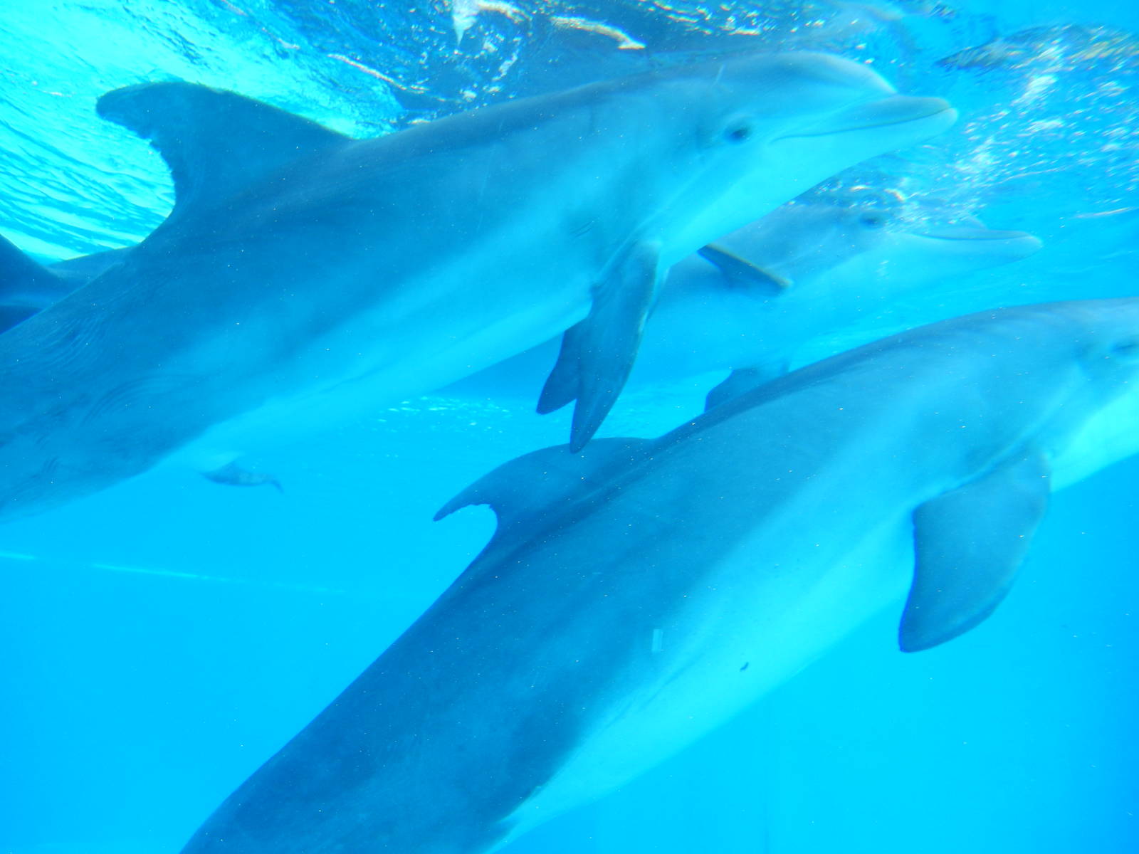 3/8/2016 - Bottlenose Dolphins