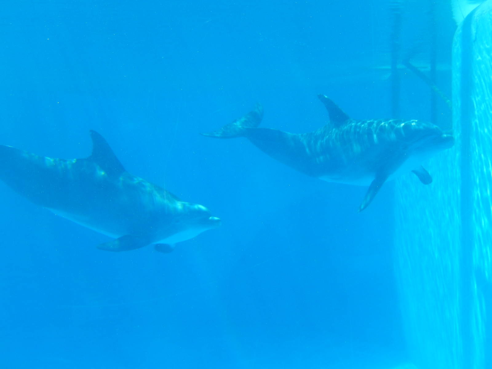 3/8/2016 - Bottlenose Dolphins