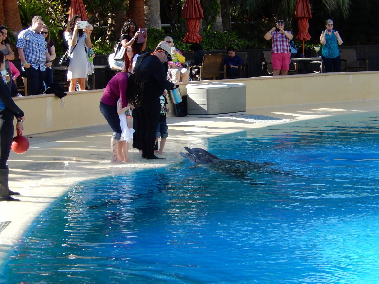 3/8/2016 - Dolphin Encounter