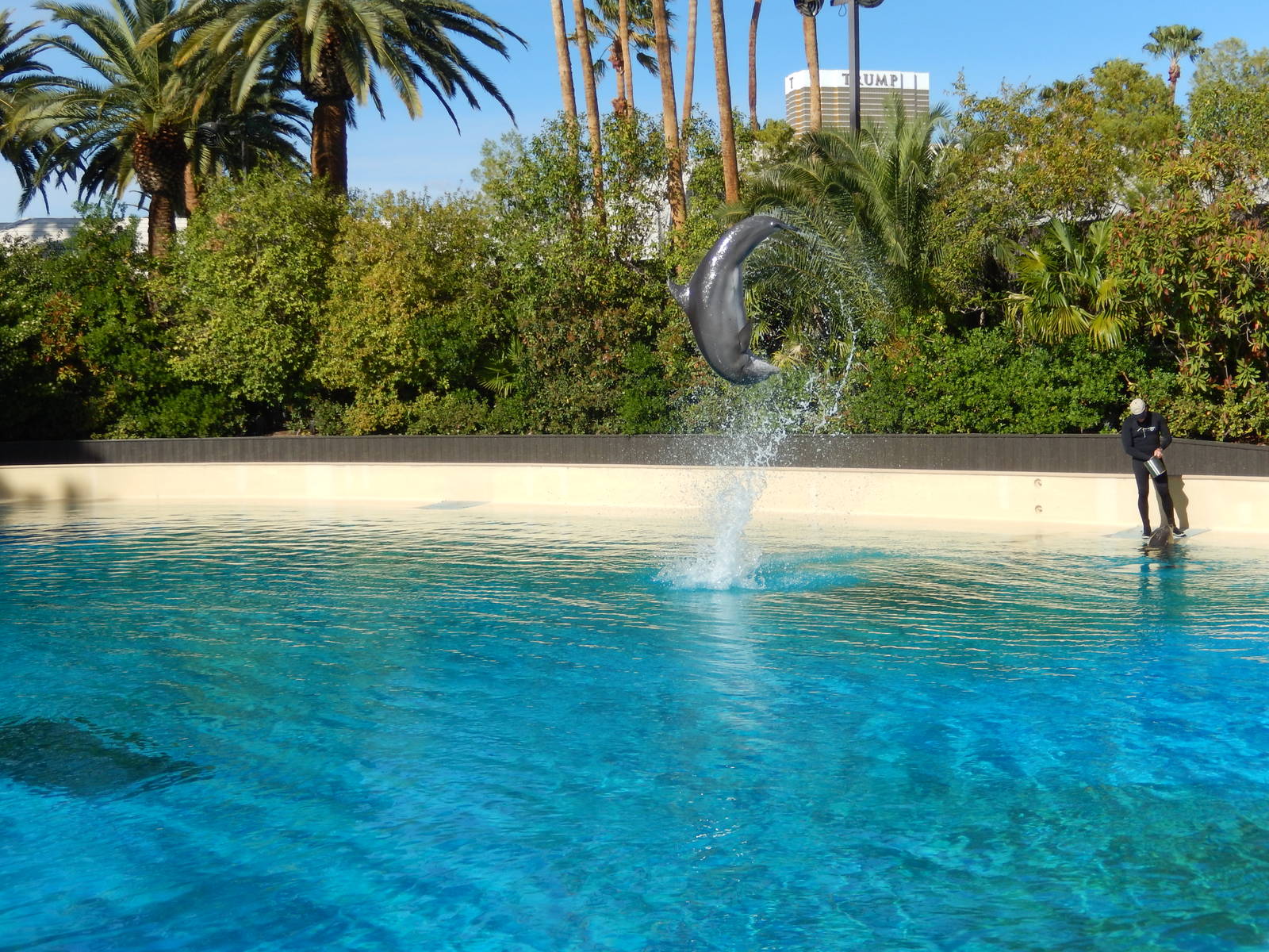 3/8/2016 - Dolphin Flip