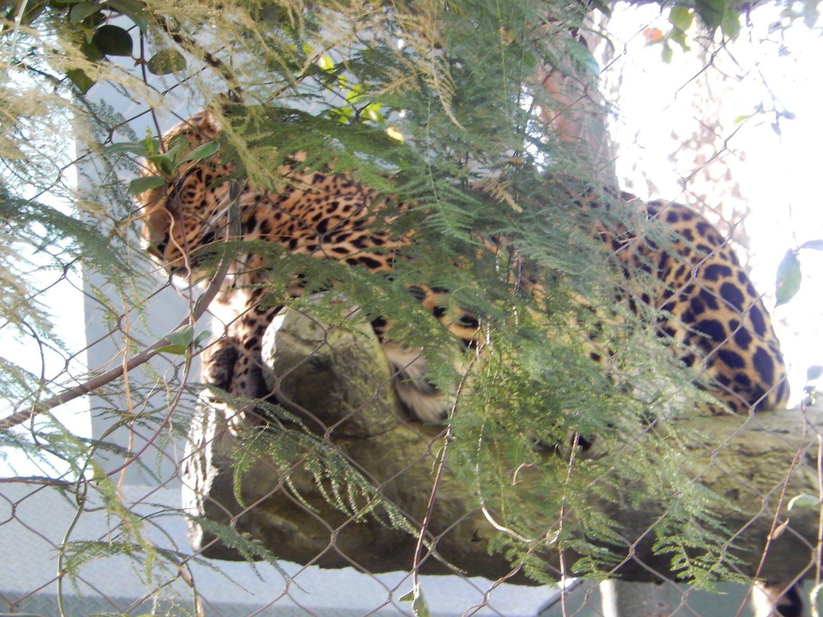 3/8/2016 - Dozing Leopard