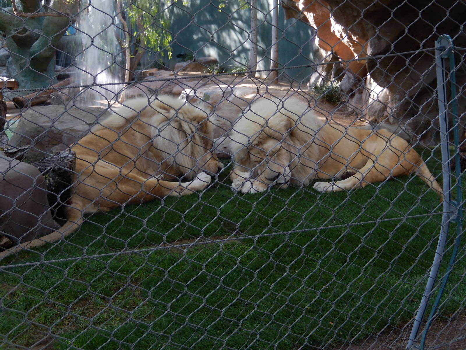 3/8/2016 - Dozing the Day Away