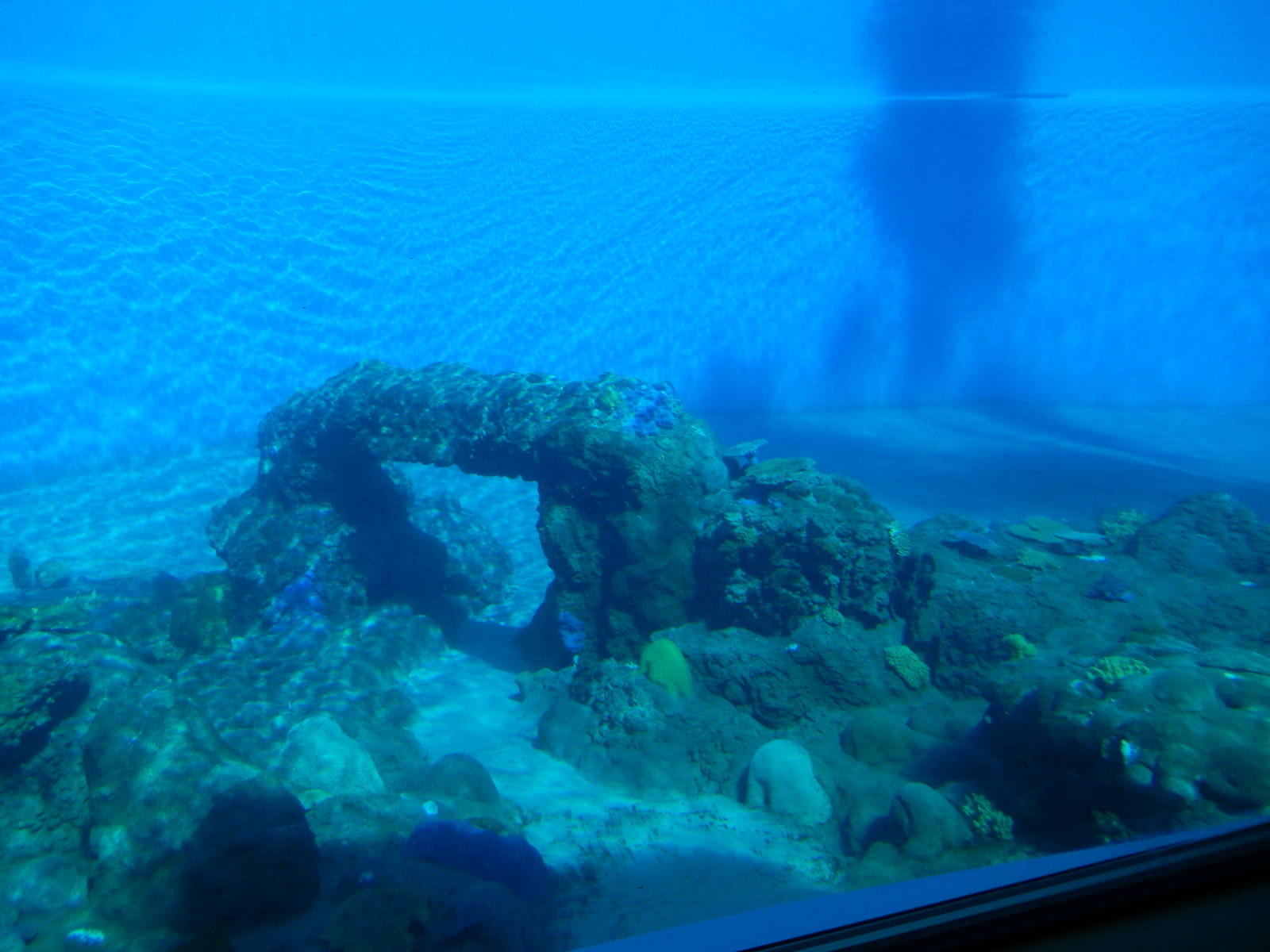 3/8/2016 - First Bottlenose Dolphin Pool Underwater View