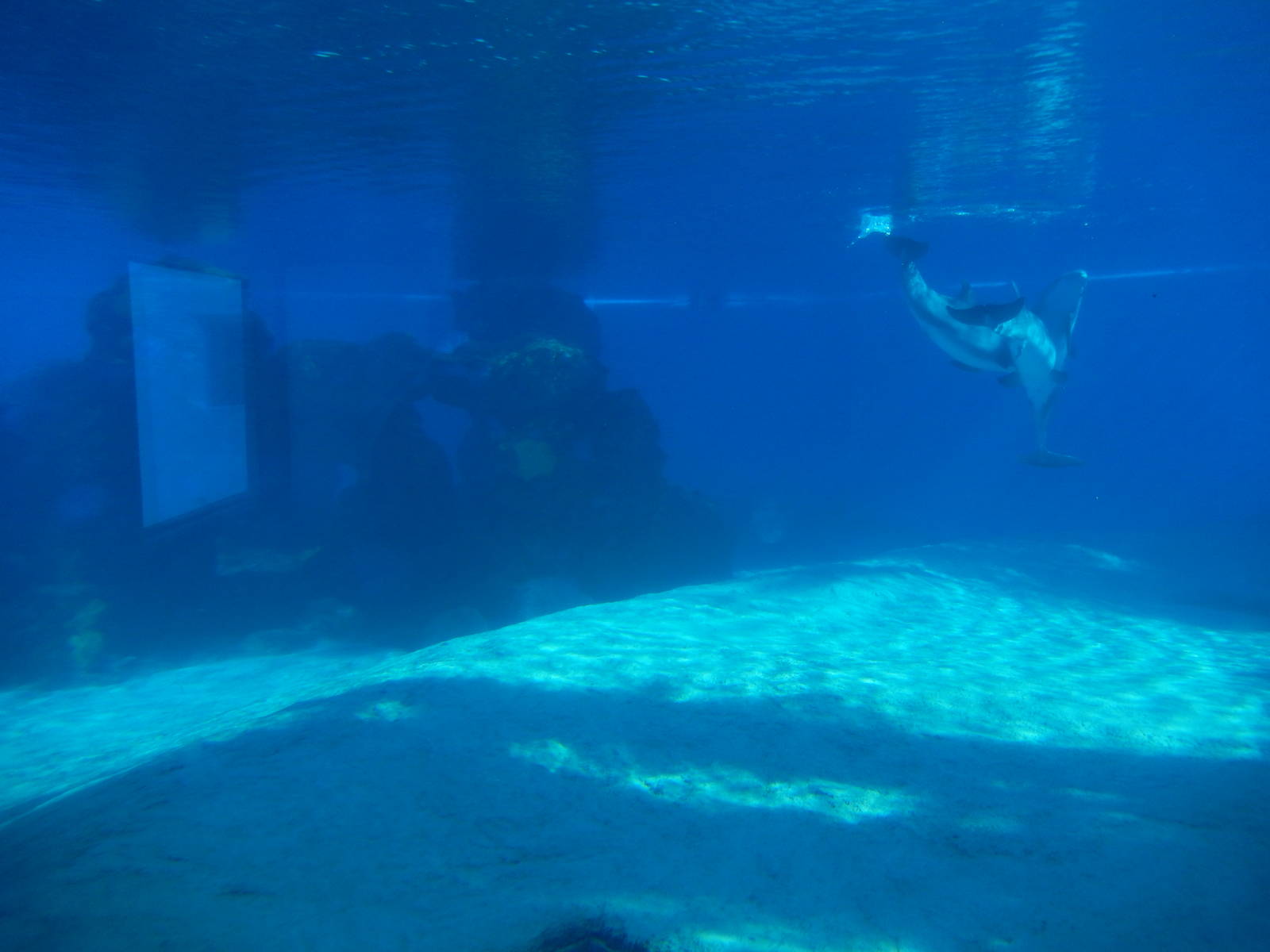 3/8/2016 - First Bottlenose Dolphin Pool Underwater View
