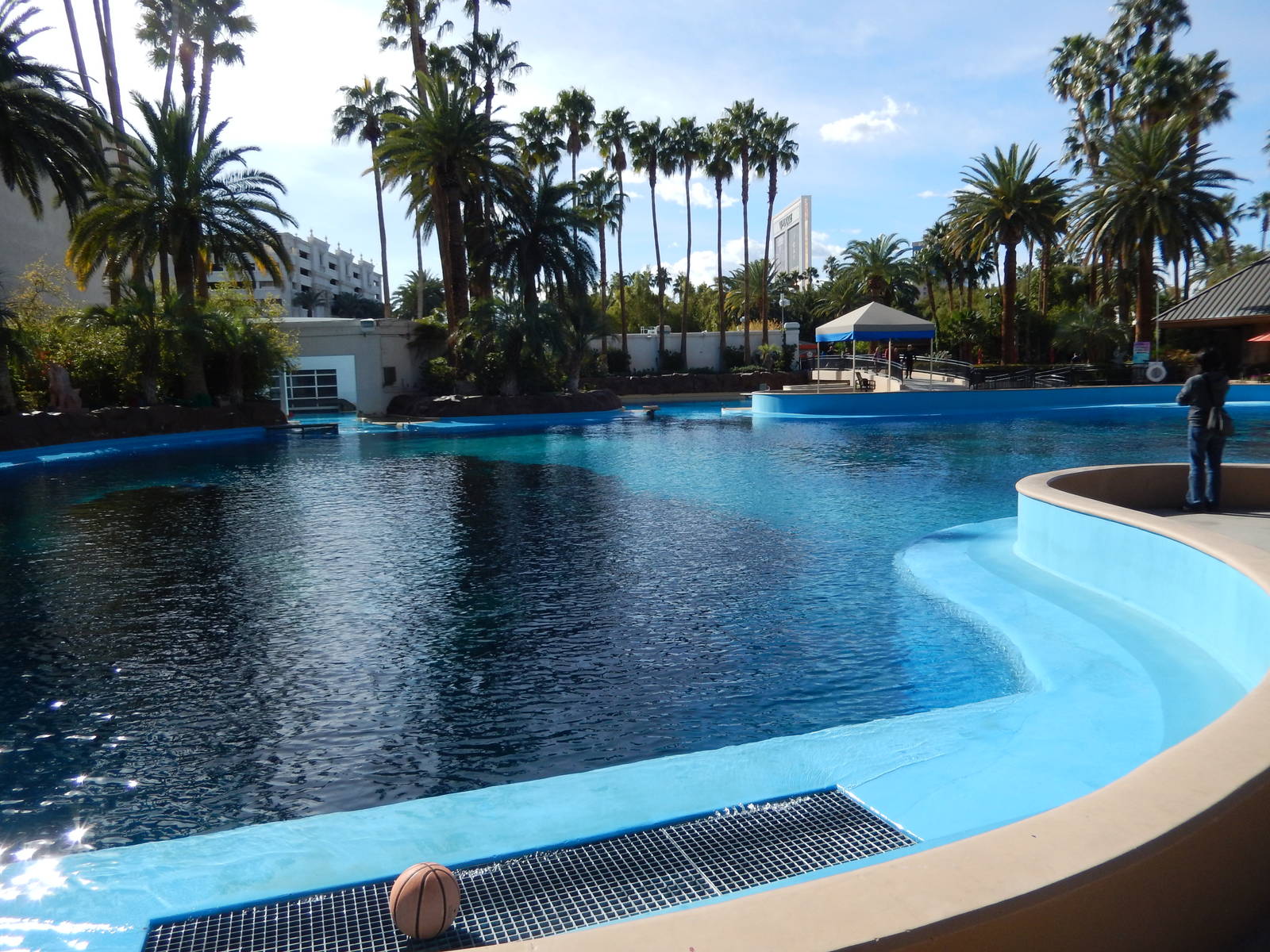 3/8/2016 - First Bottlenose Dolphin Pool