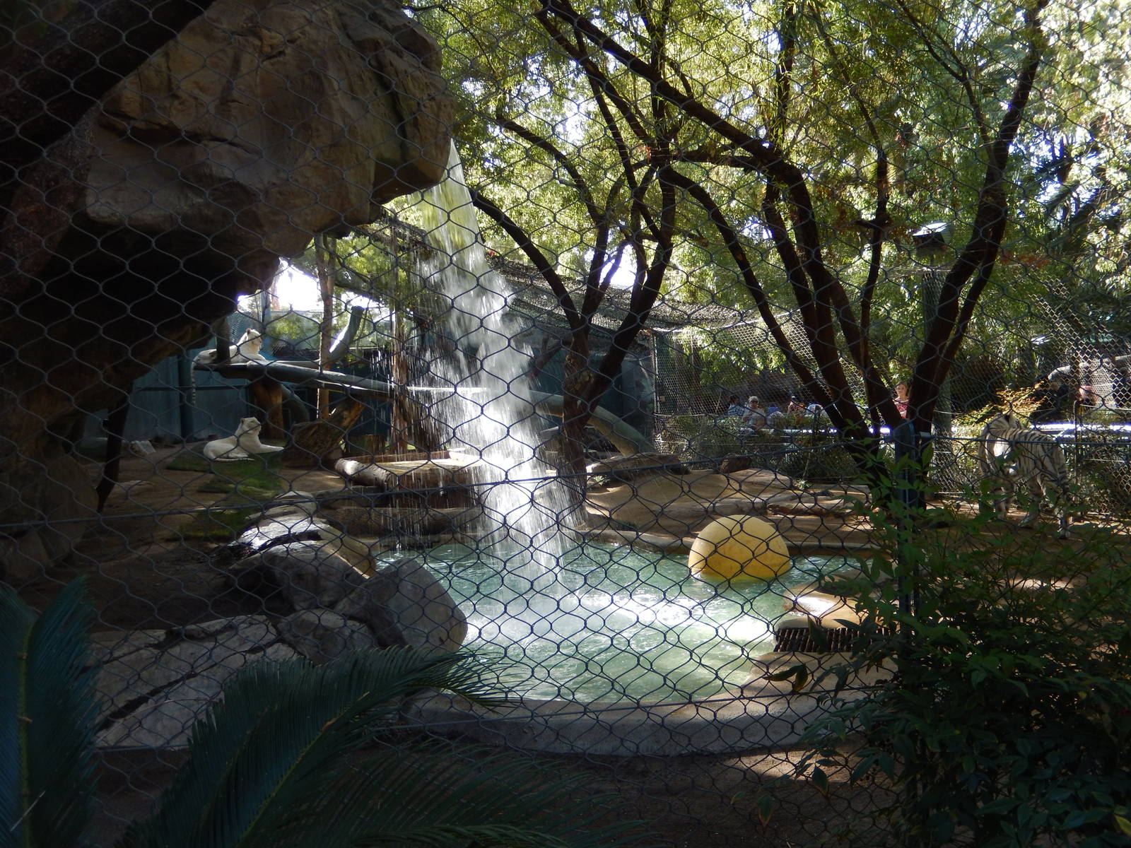 3/8/2016 - First White Tiger Exhibit