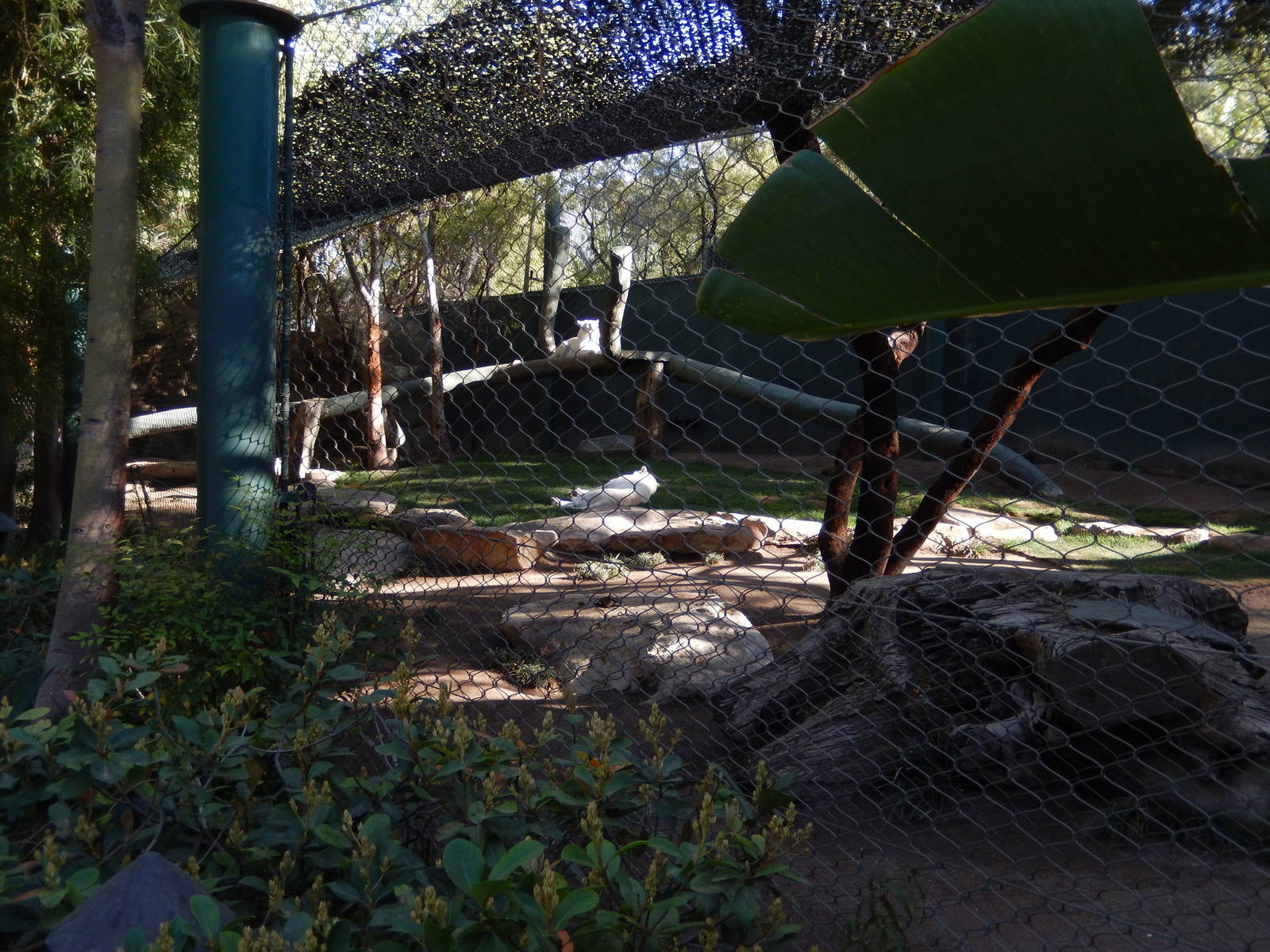 3/8/2016 - First White Tiger Exhibit