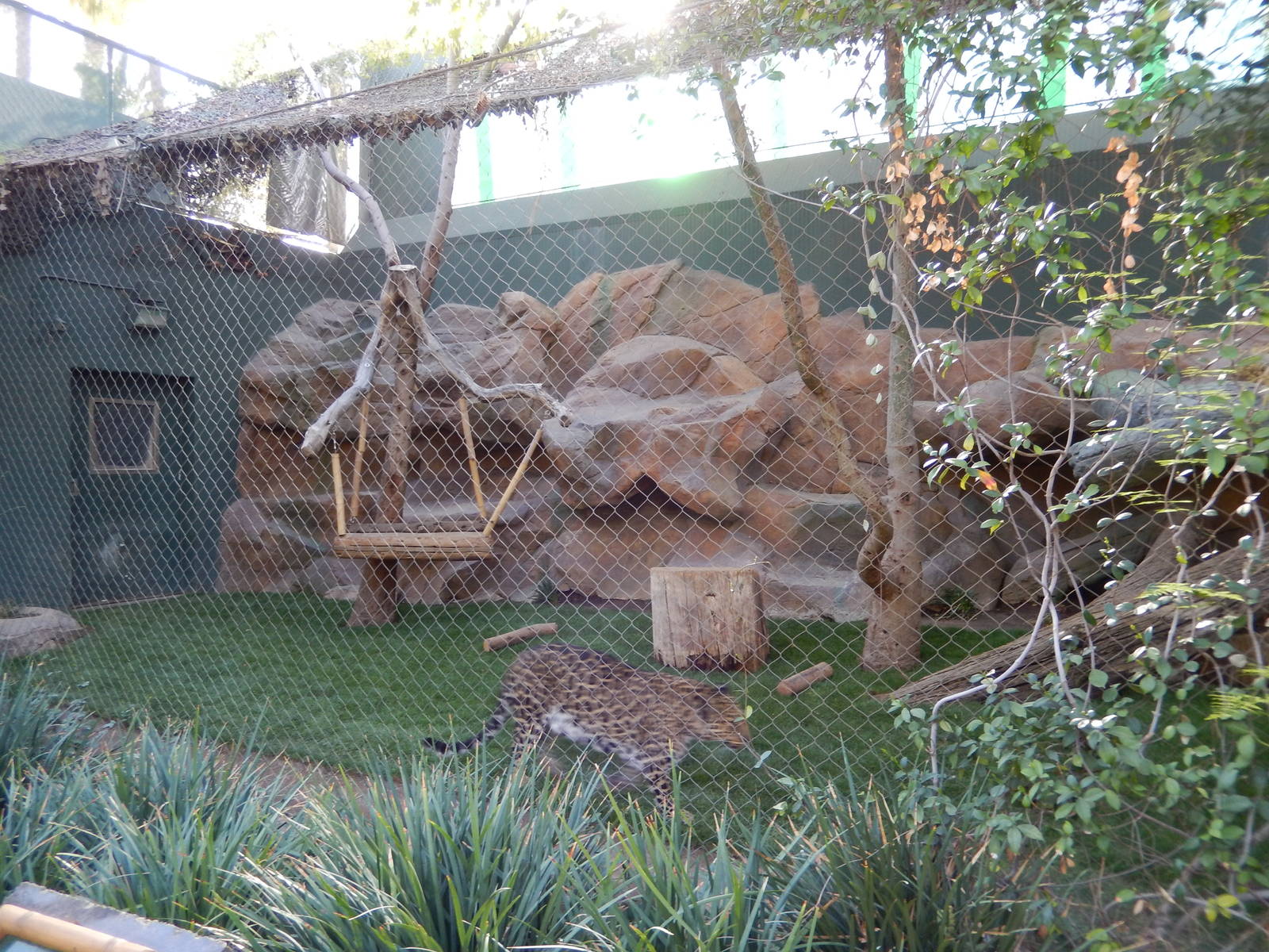 3/8/2016 - Leopard Exhibit
