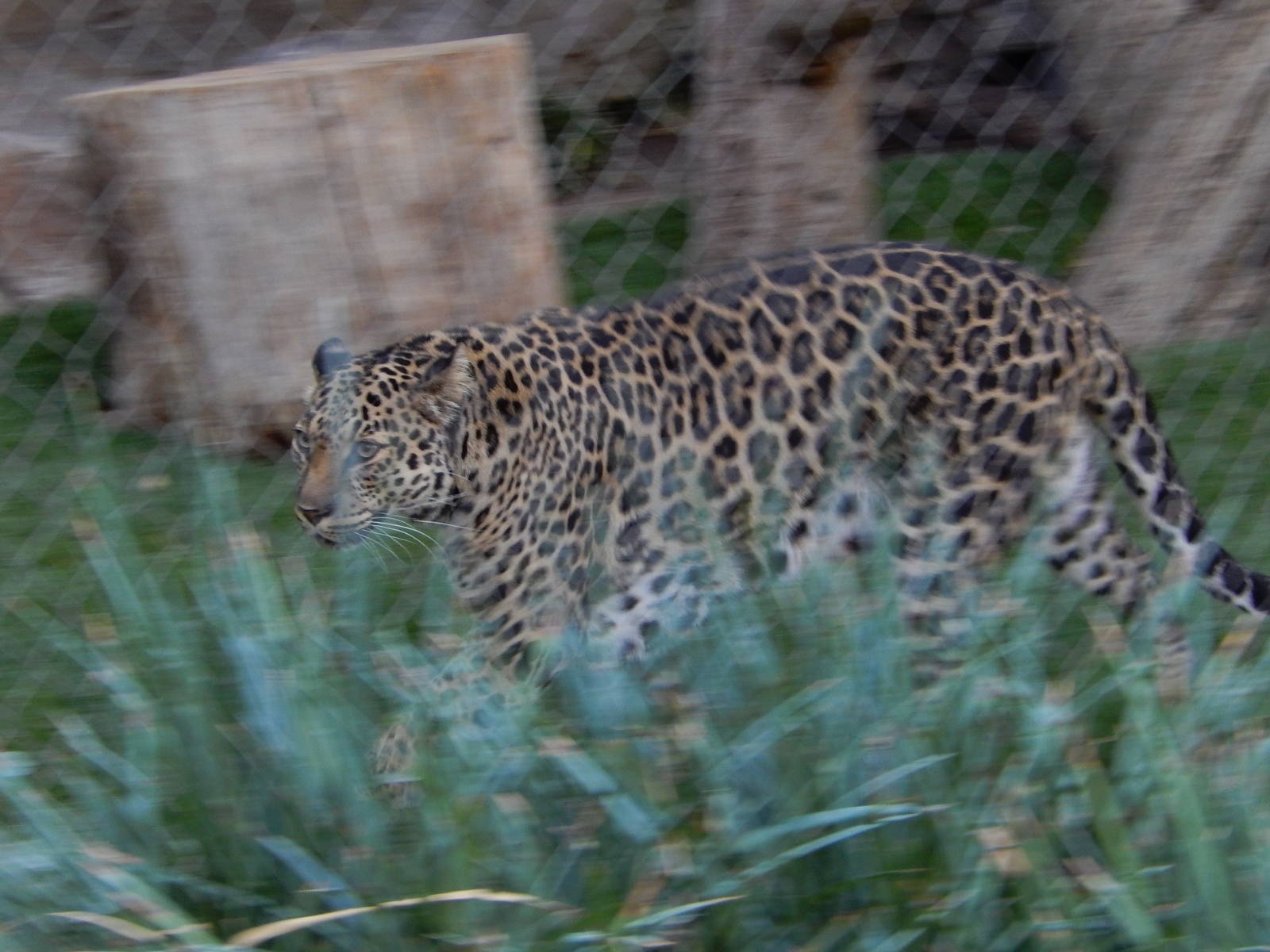 3/8/2016 - Panning Leopard