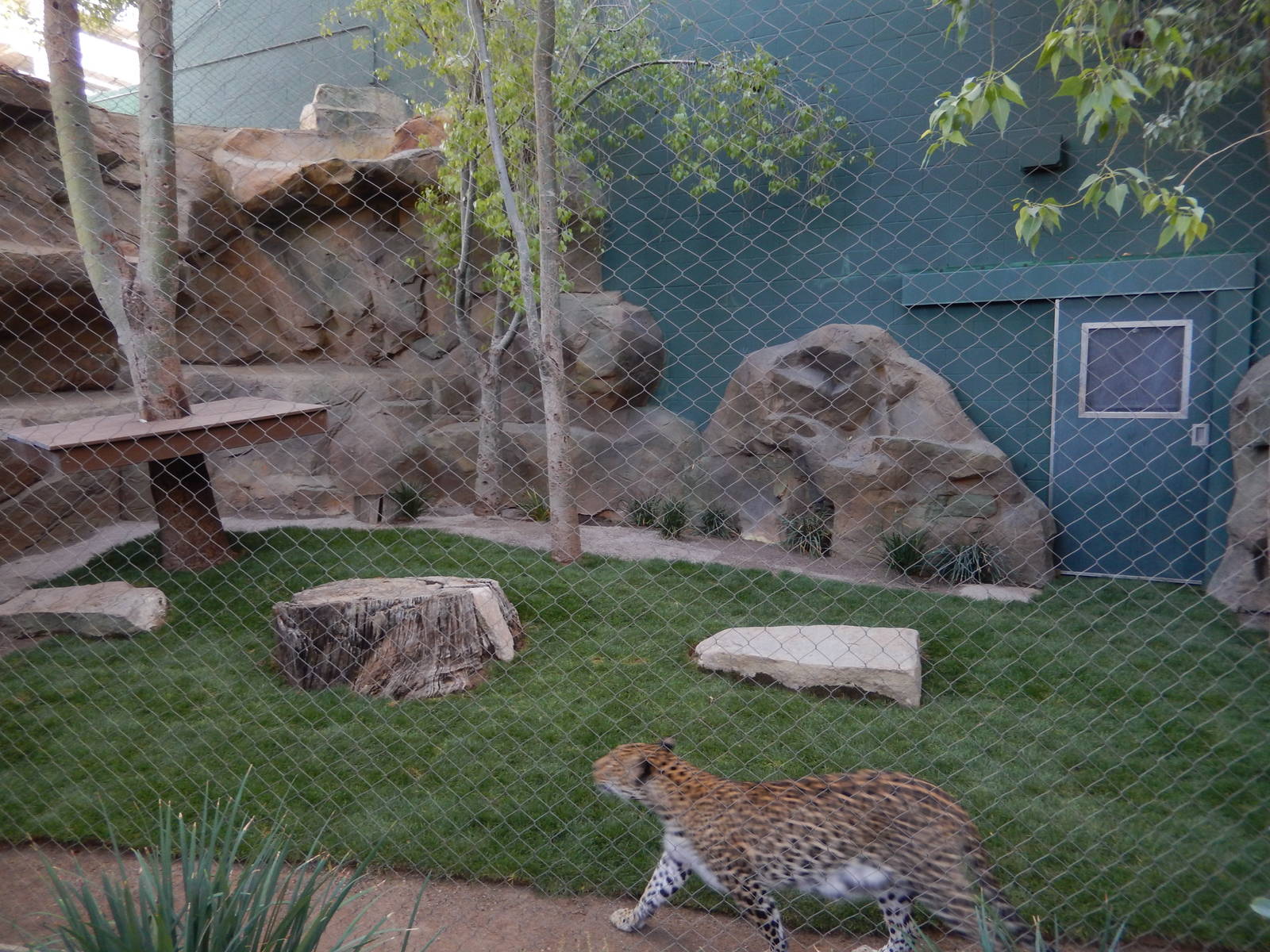 3/8/2016 - Second Leopard Exhibit