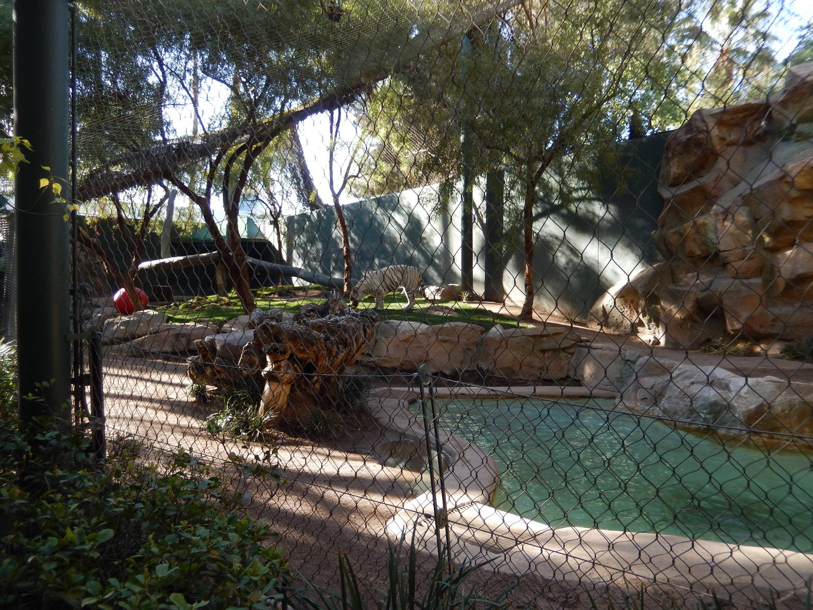3/8/2016 - Second White Tiger Exhibit