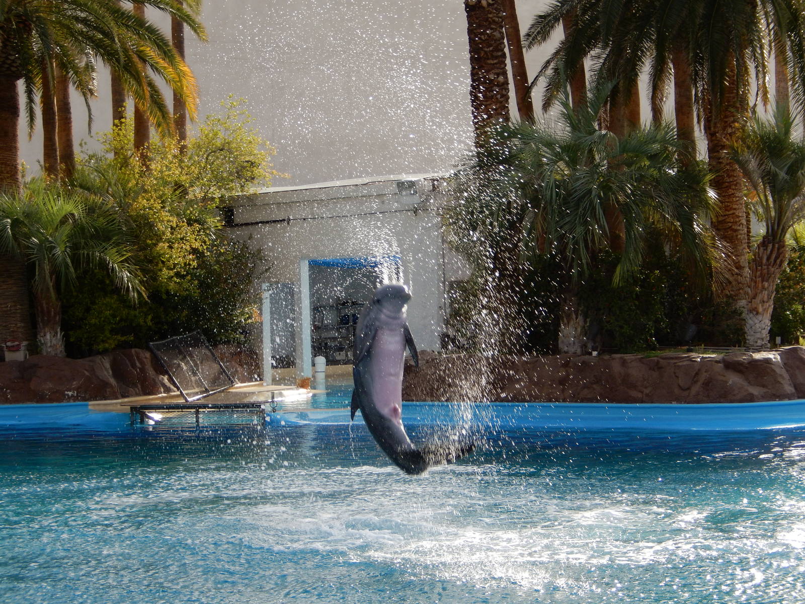 3/8/2016 - "Sitting" Dolphin