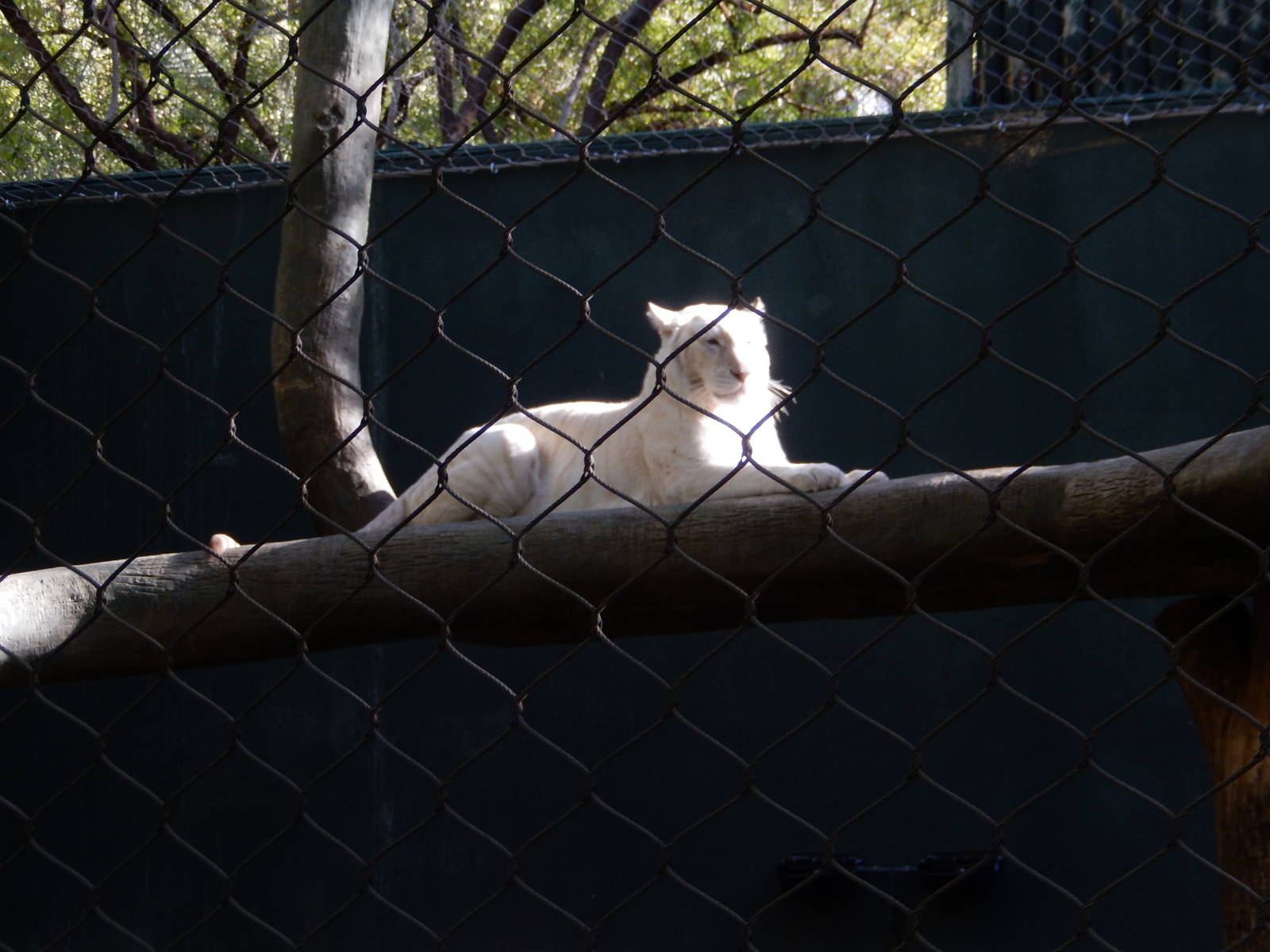 3/8/2016 - Snow White Tiger