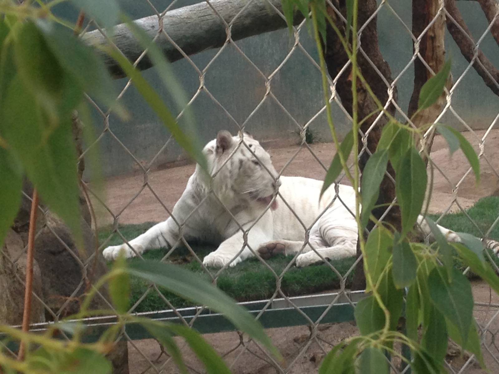 3/8/2016 - Snow White Tiger