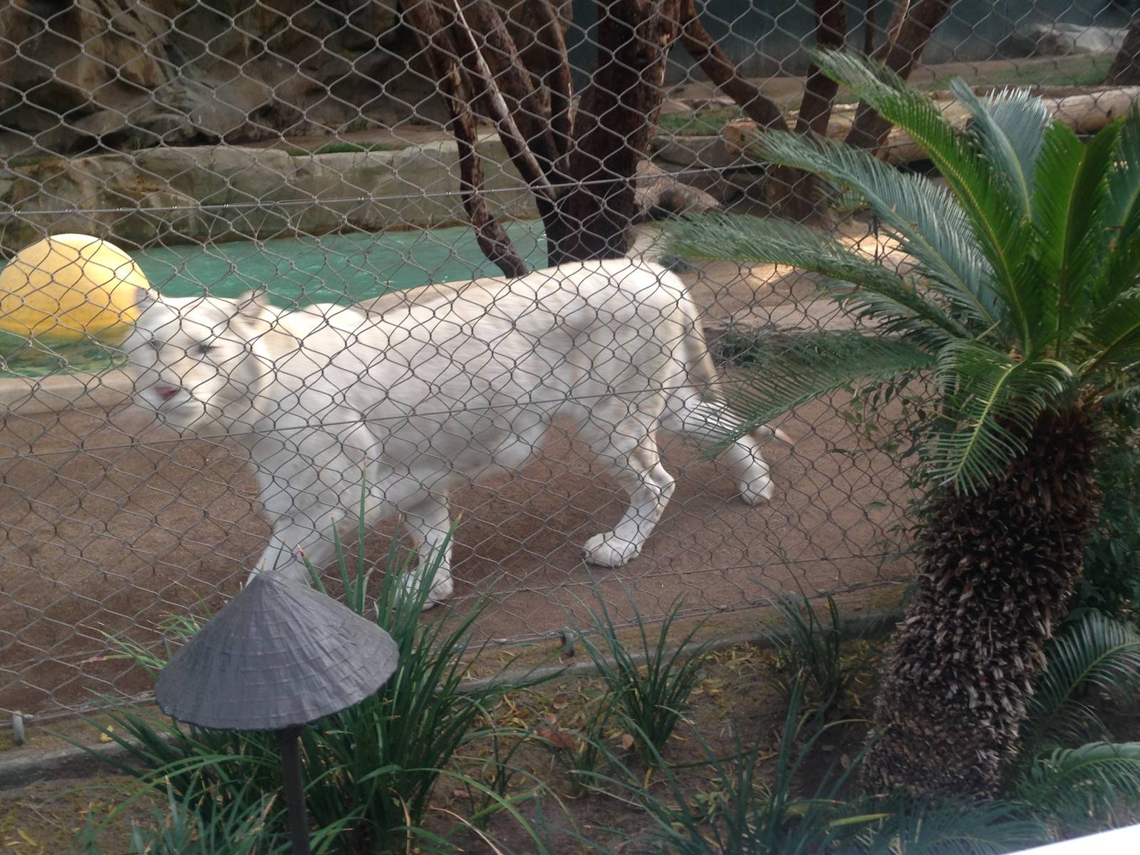 3/8/2016 - Snow White Tiger