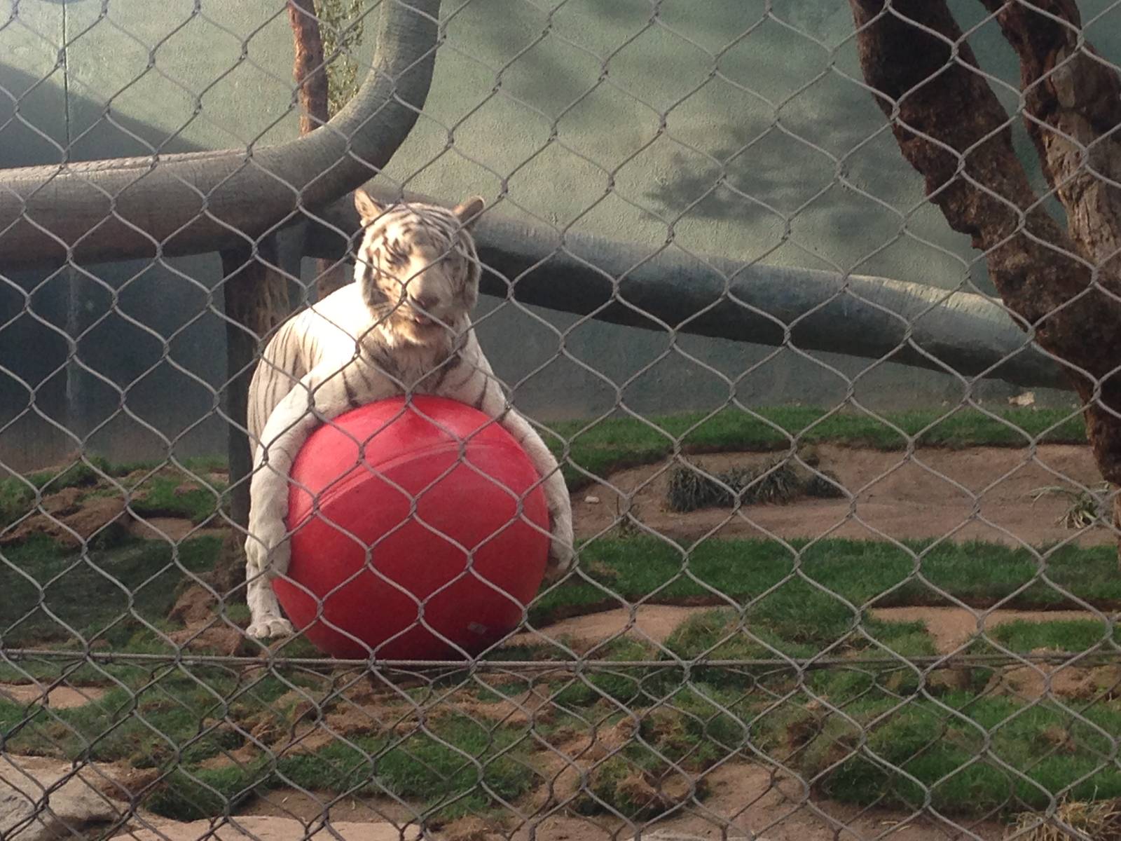 3/8/2016 - This is MY Ball!