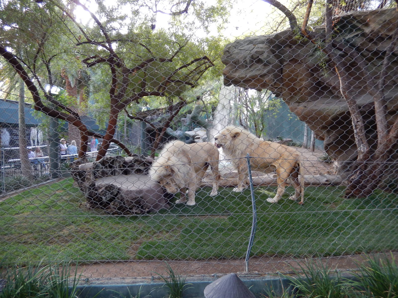 3/8/2016 - White Lion Exhibit