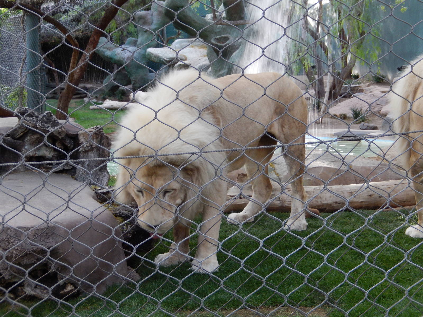 3/8/2016 - White Lion