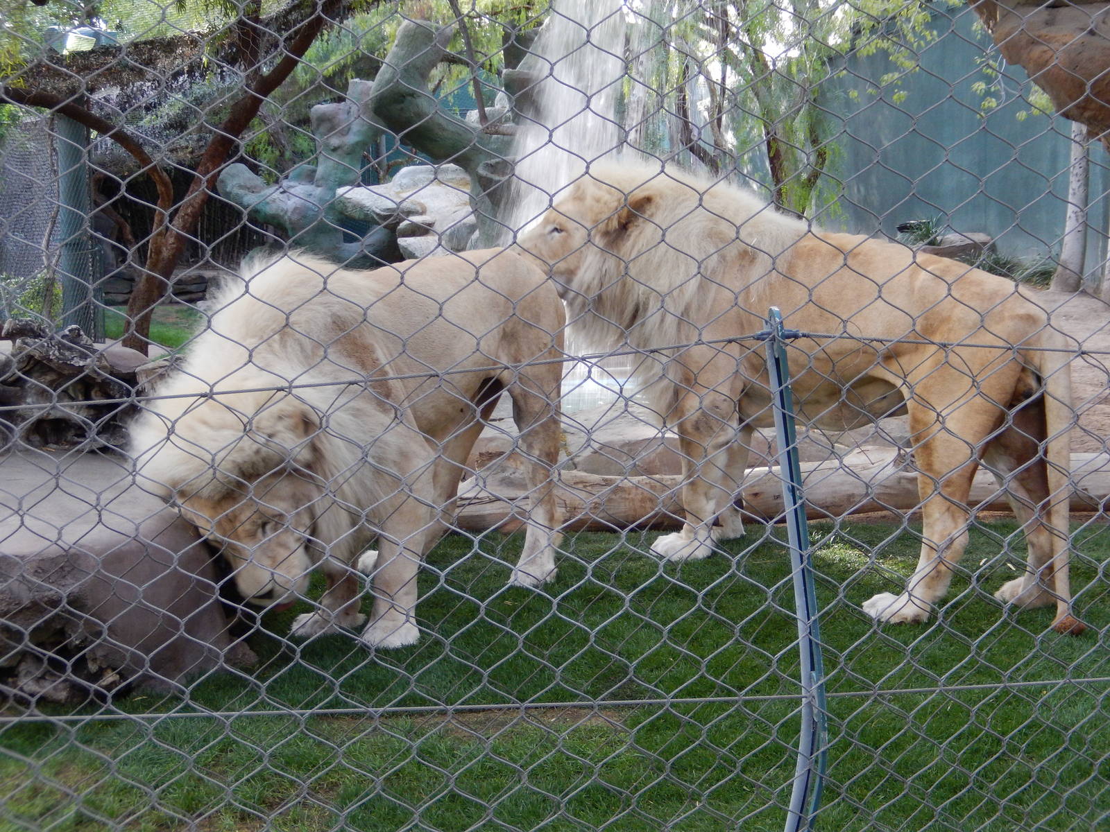 3/8/2016 - White Lions