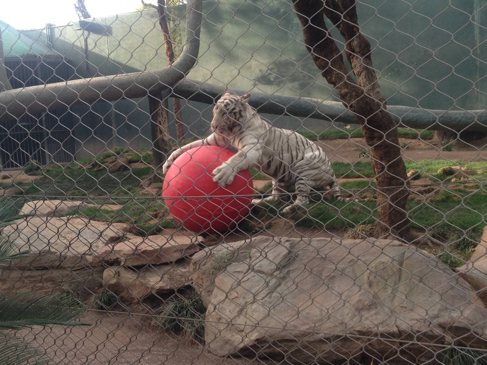 3/8/2016 - White Tiger "Having a Ball"