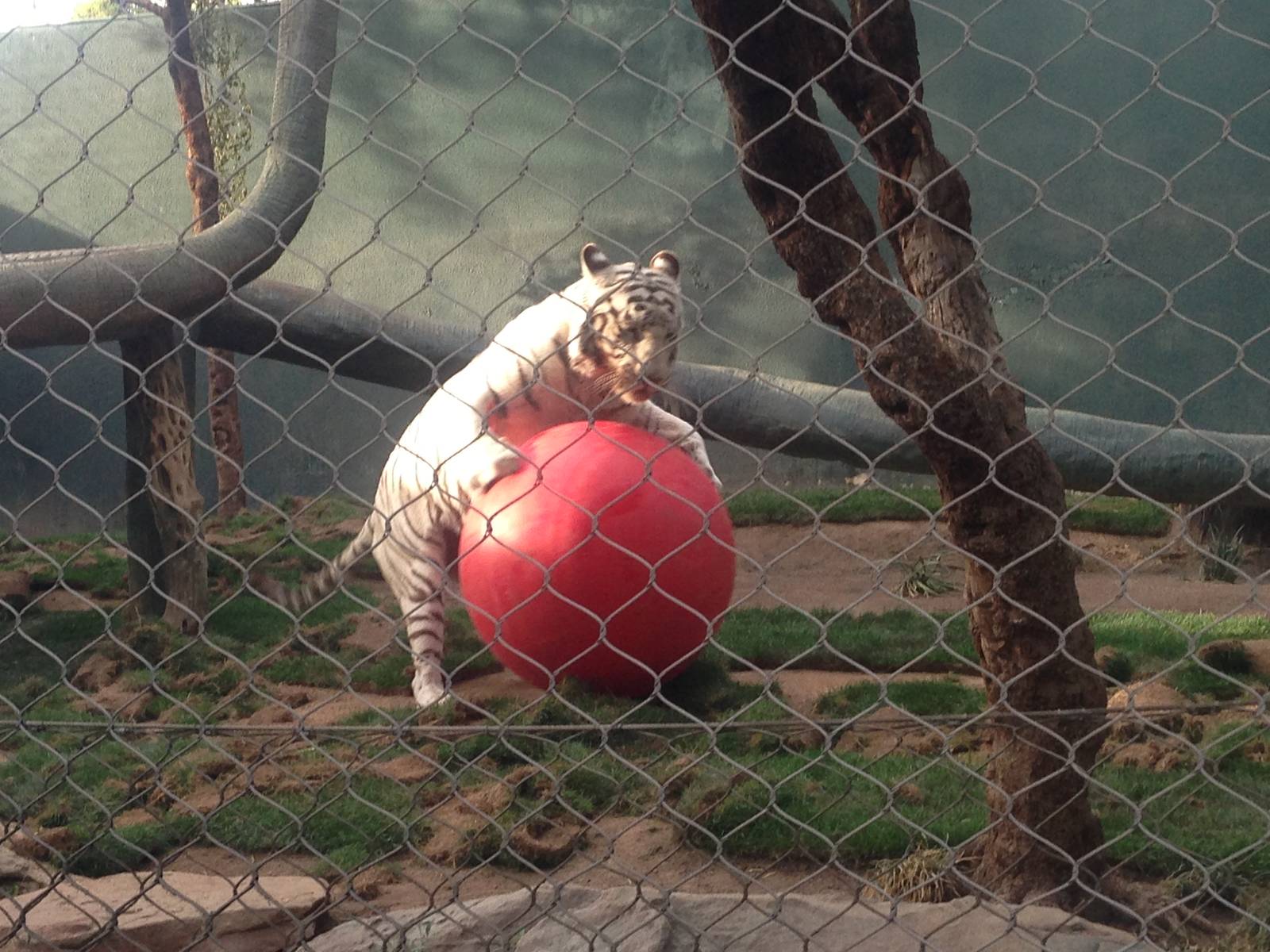 3/8/2016 - White Tiger "Having a Ball"