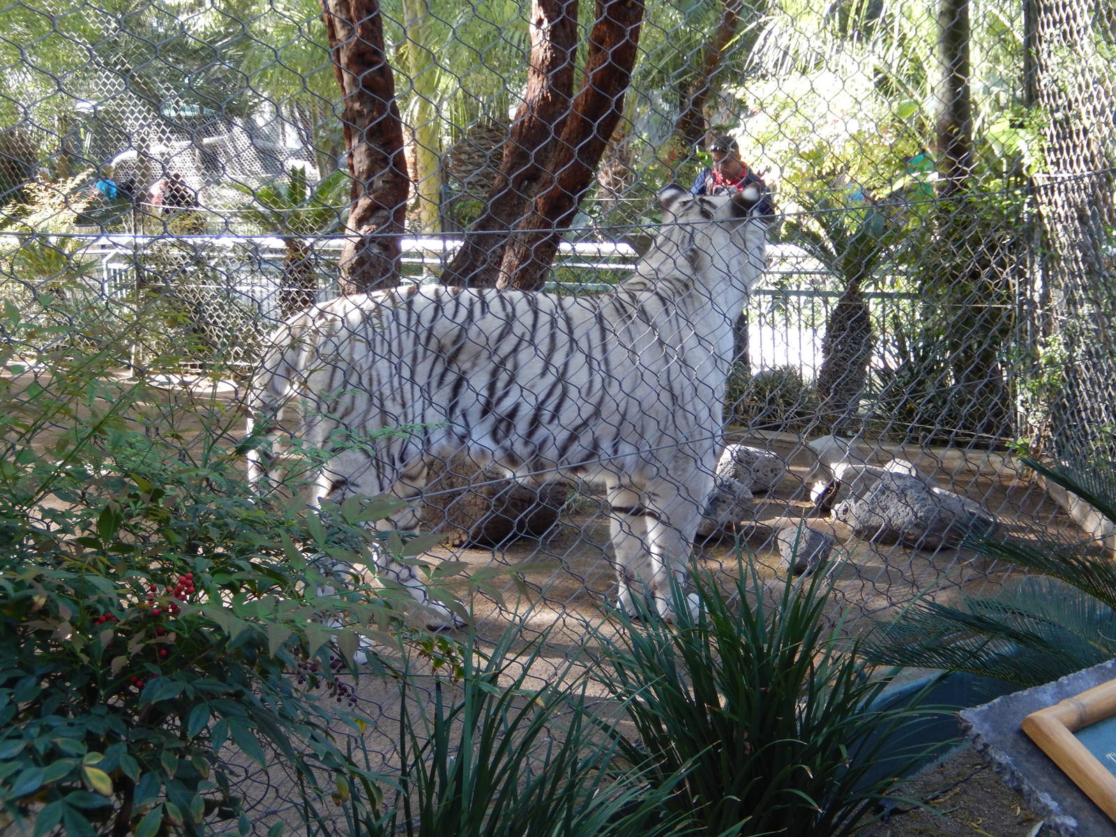 3/8/2016 - White Tiger