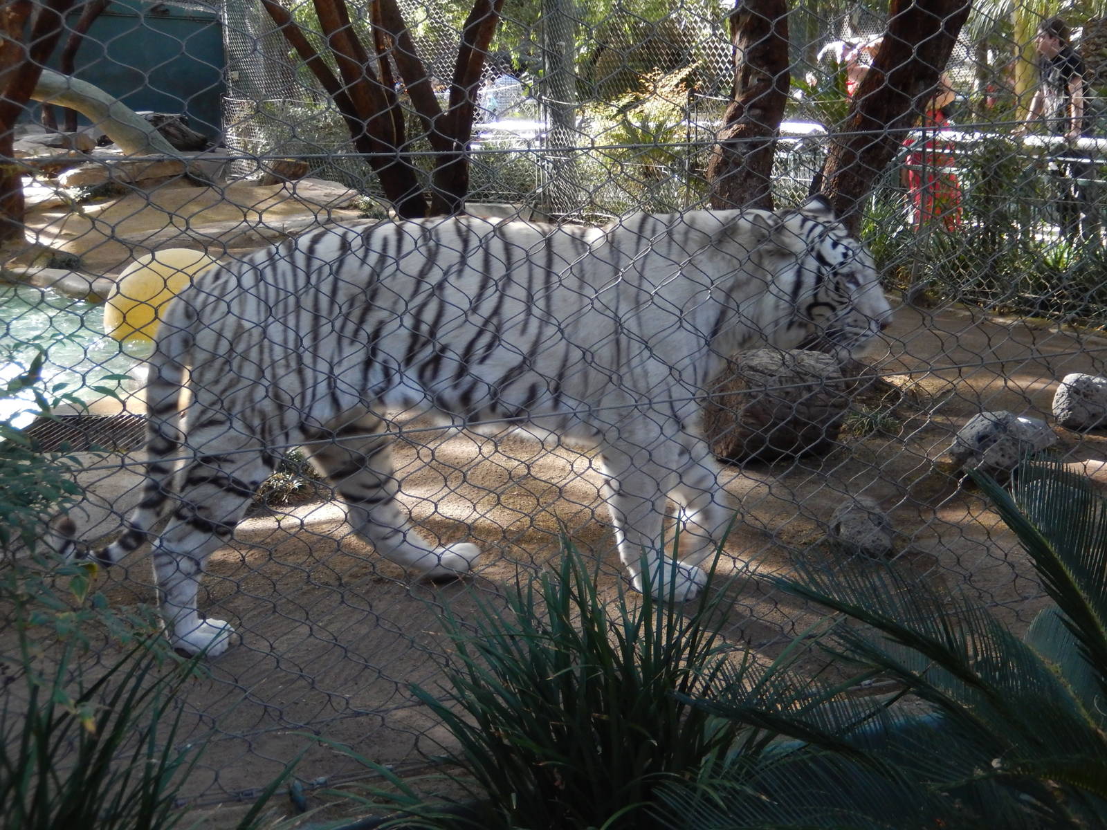 3/8/2016 - White Tiger