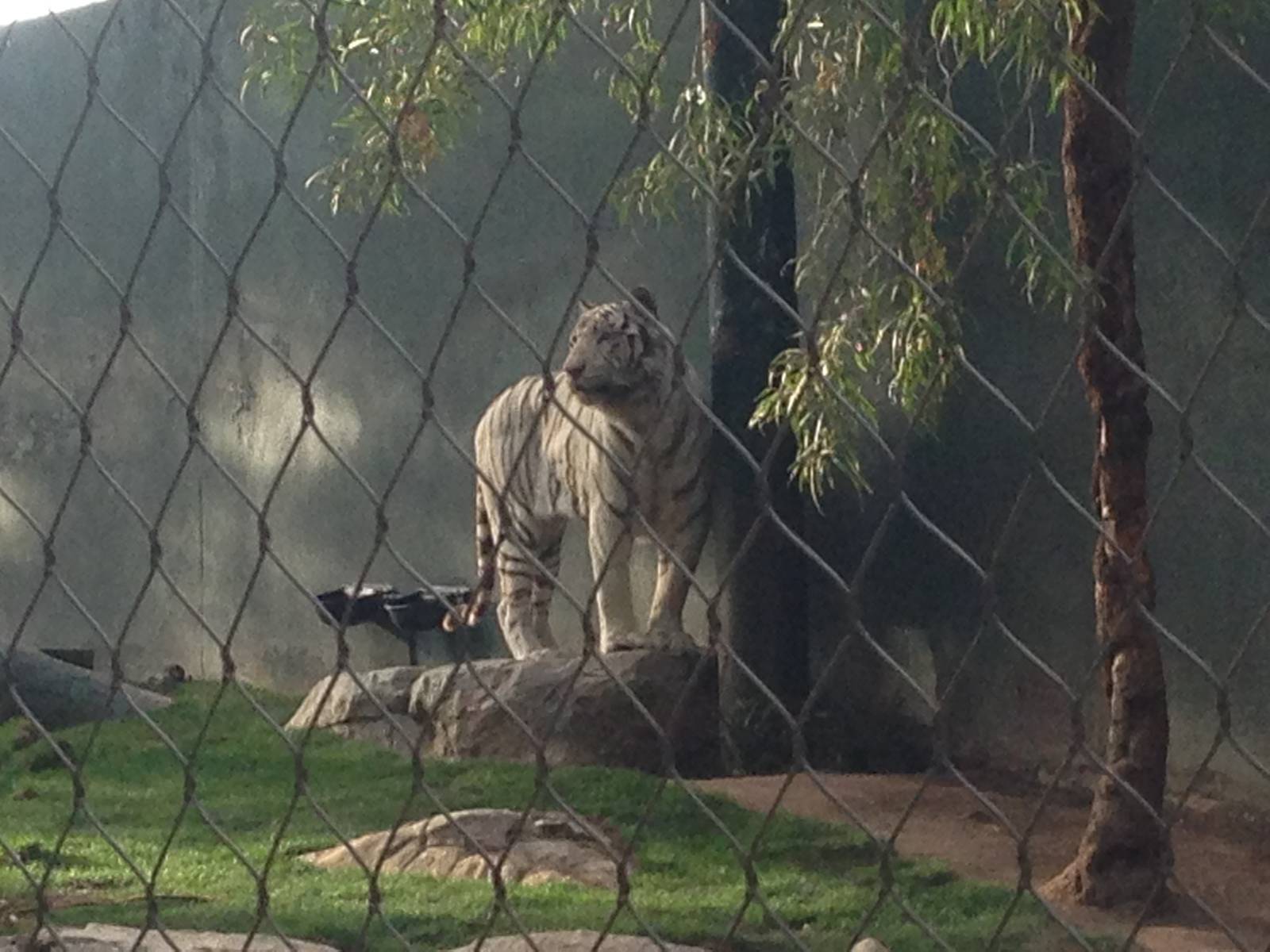 3/8/2016 - White Tiger