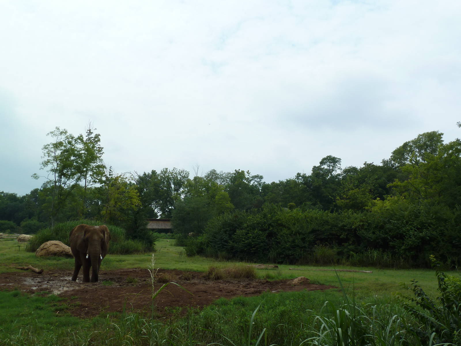 3-Acre African Elephant Exhibit
