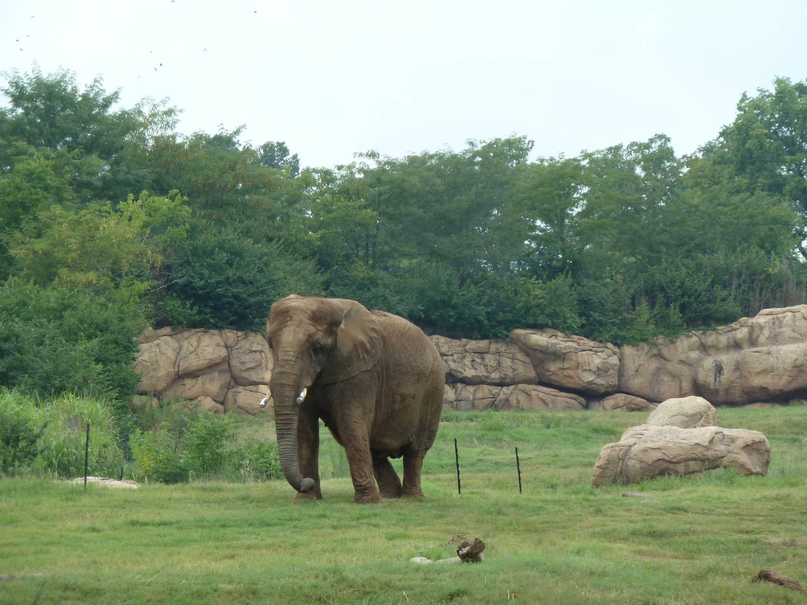 3-Acre African Elephant Exhibit