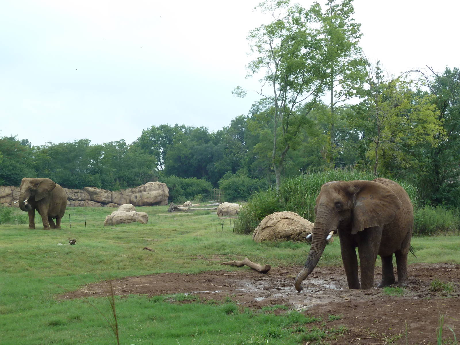 3-Acre African Elephant Exhibit