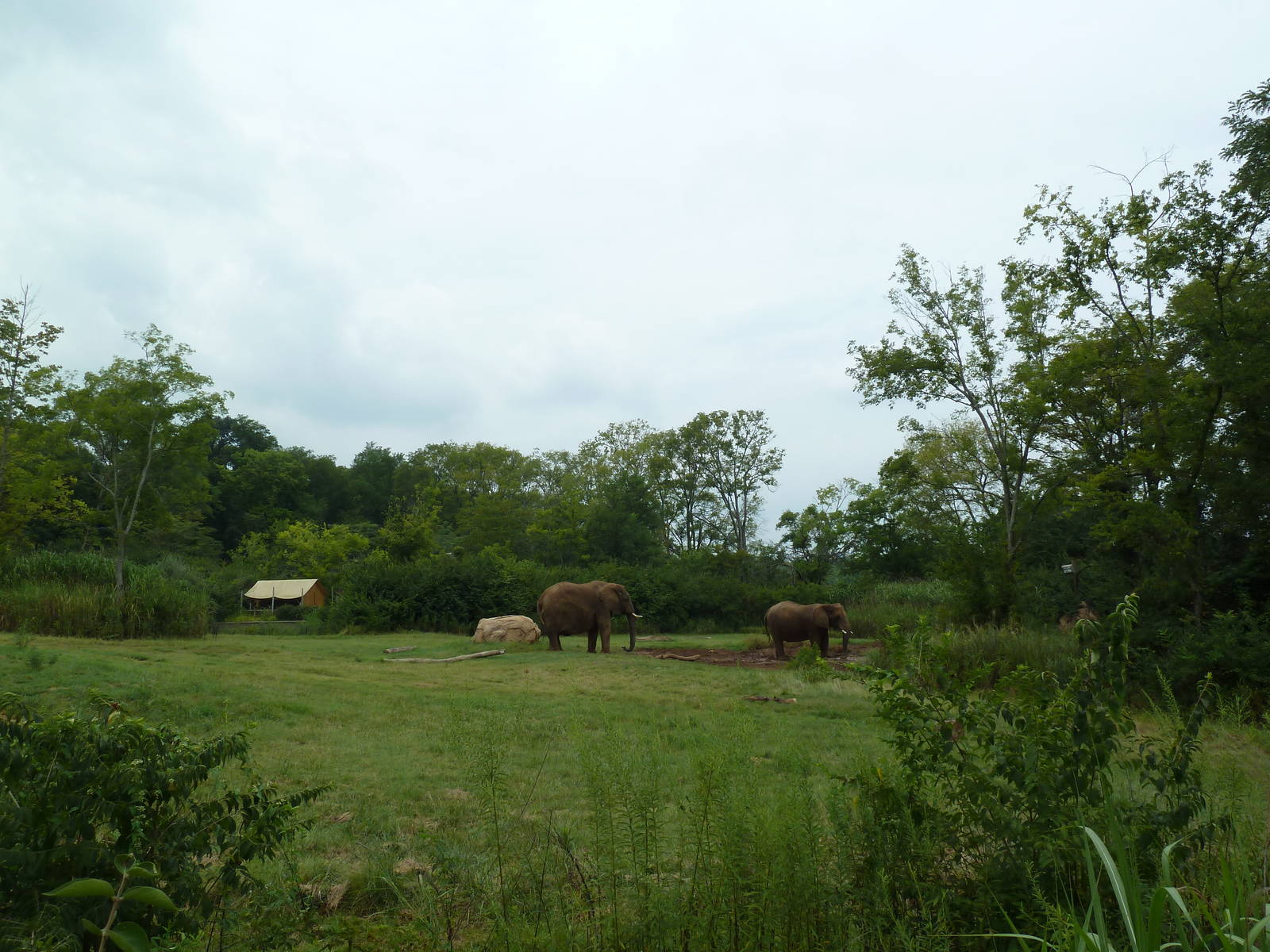 3-Acre African Elephant Exhibit